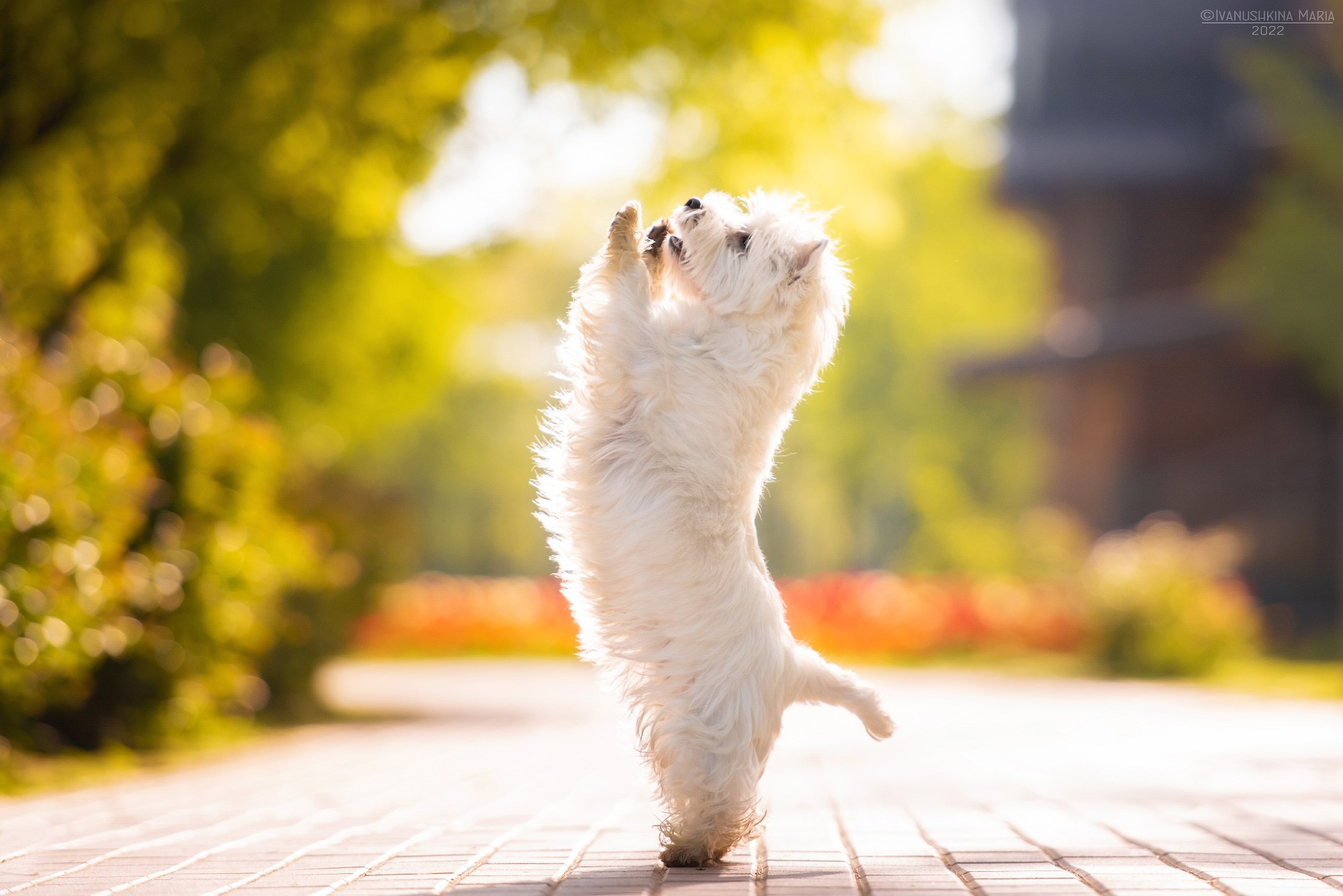 вест хайленд вайт терьер