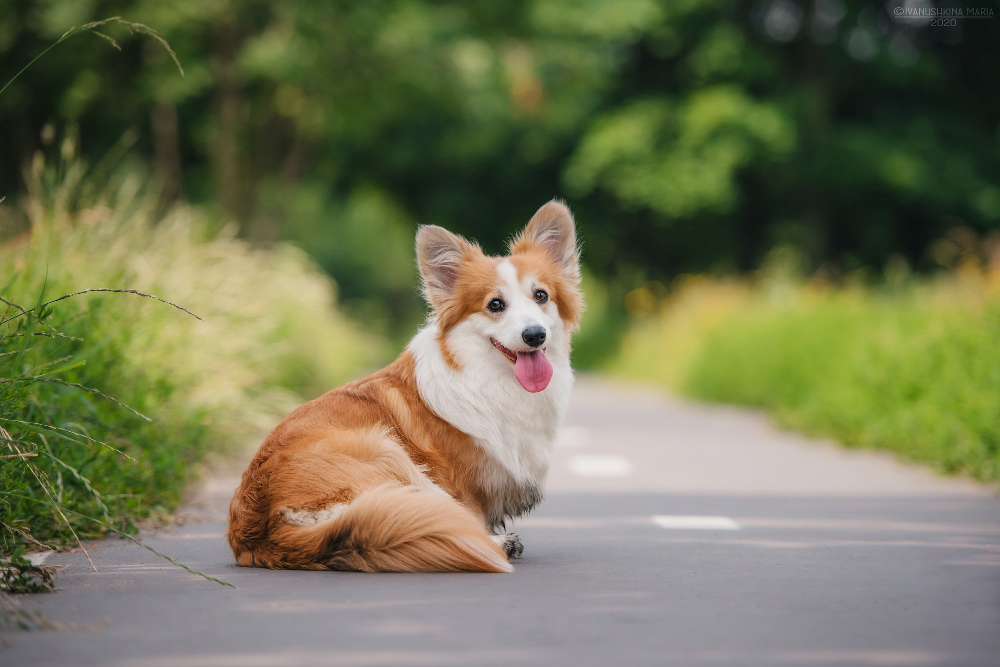 корги флаффи