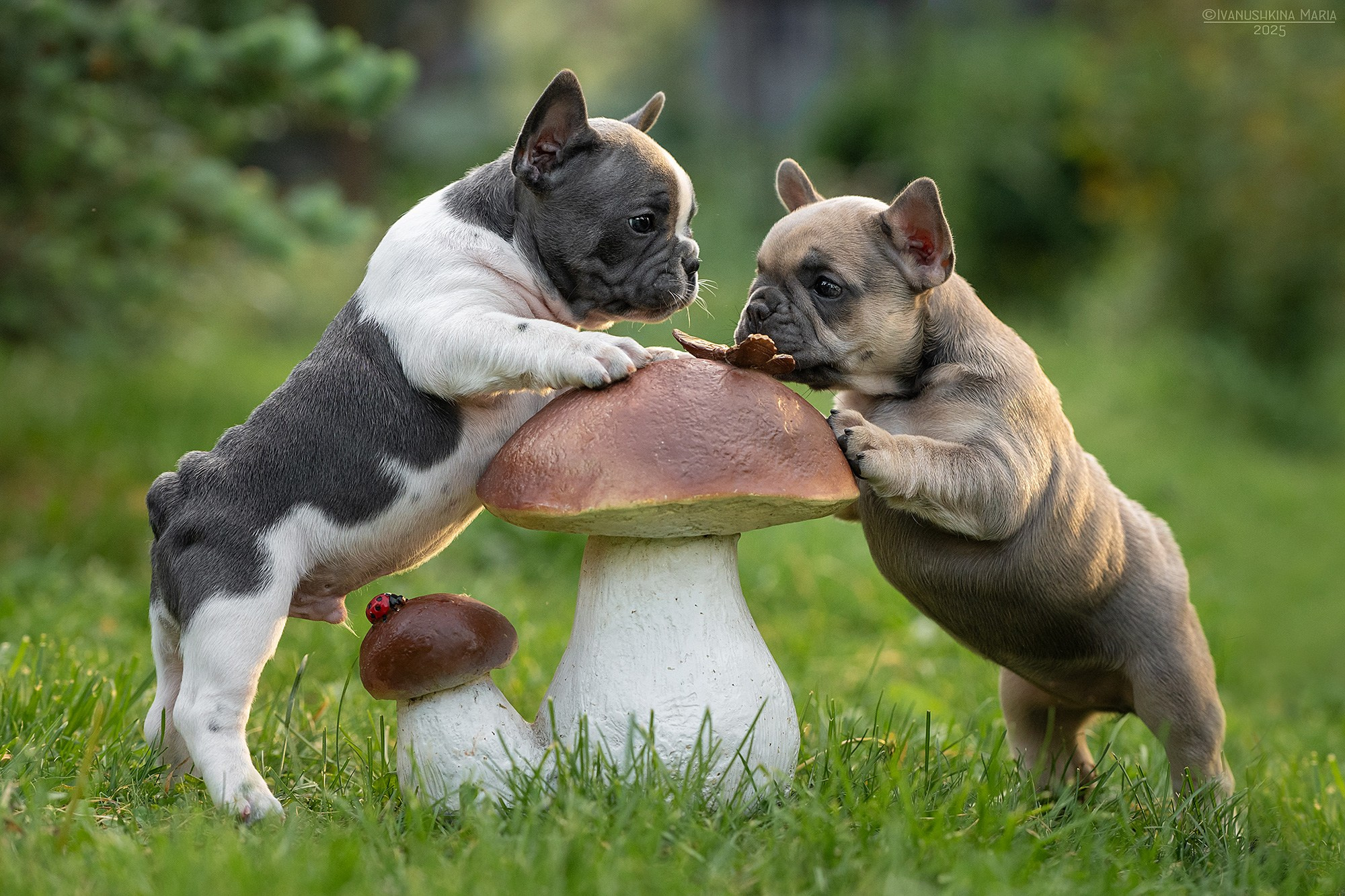 Фотосессия щенков на продажу. Фотограф собак в Москве и Московской области Иванушкина Мария