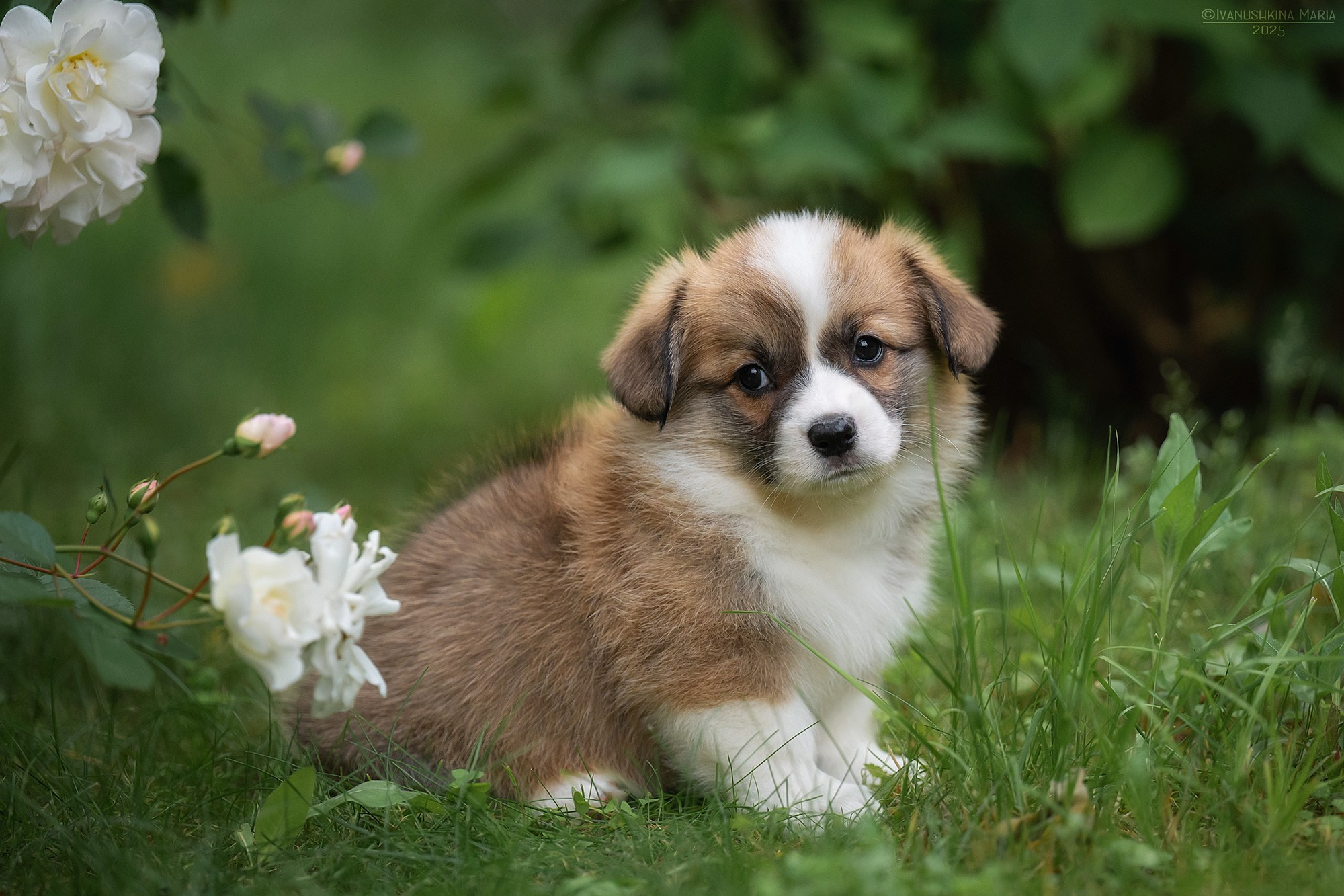 Фотосессия щенков на продажу. Фотограф собак в Москве и Московской области Иванушкина Мария