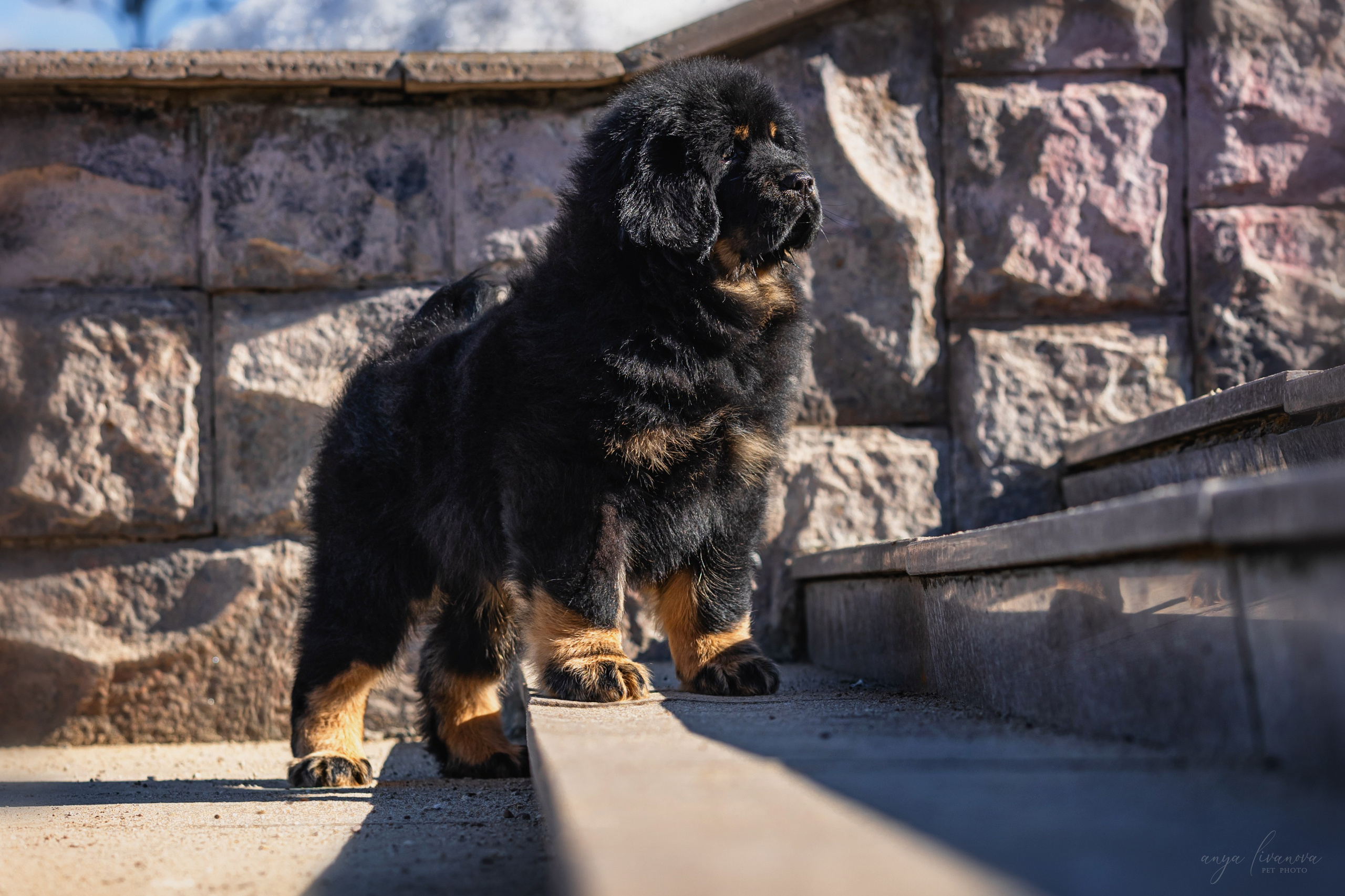 Тибеты. Фотограф анималист Аня Ливанова | Рыбинск