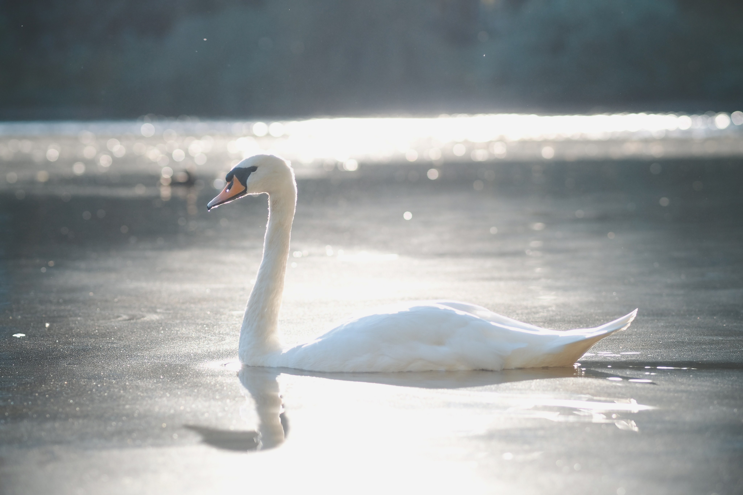 Крестовский остров. Свадебный фотограф Копков Геннадий