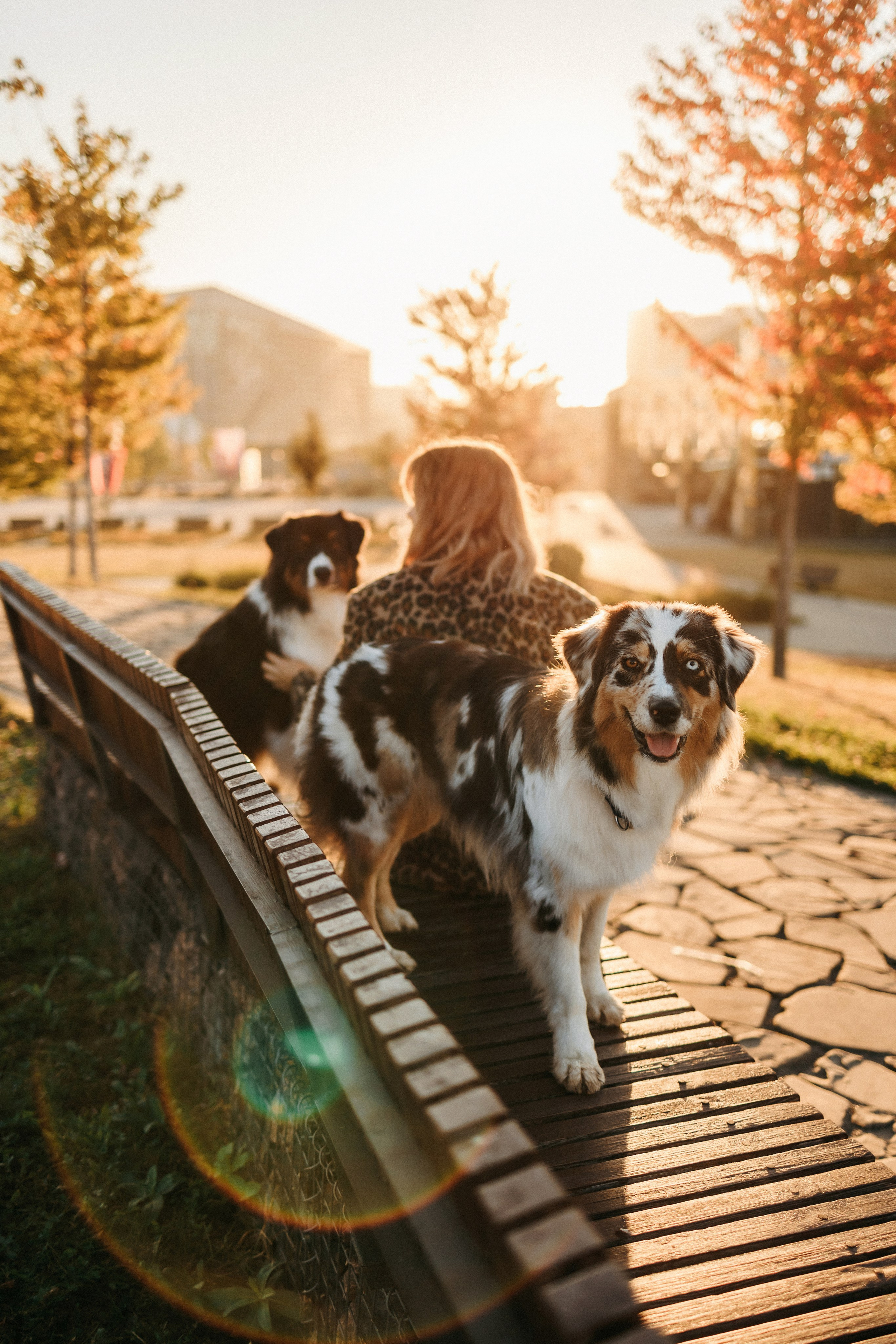 Аня, Чарли и Ева. Фотограф-анималист Елена Радченко, Москва