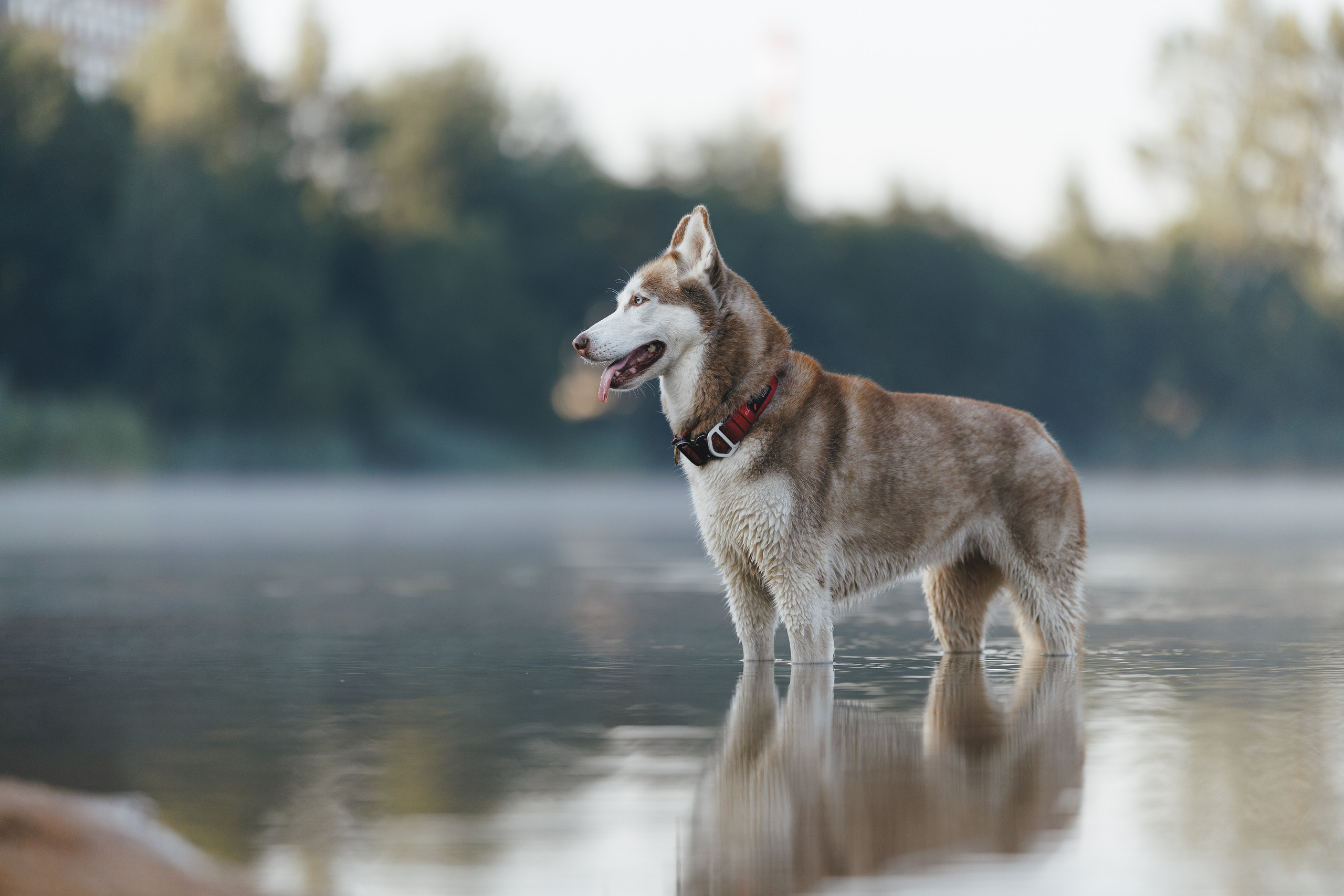 На природе. Фотограф- анималист Санкт-Петербург