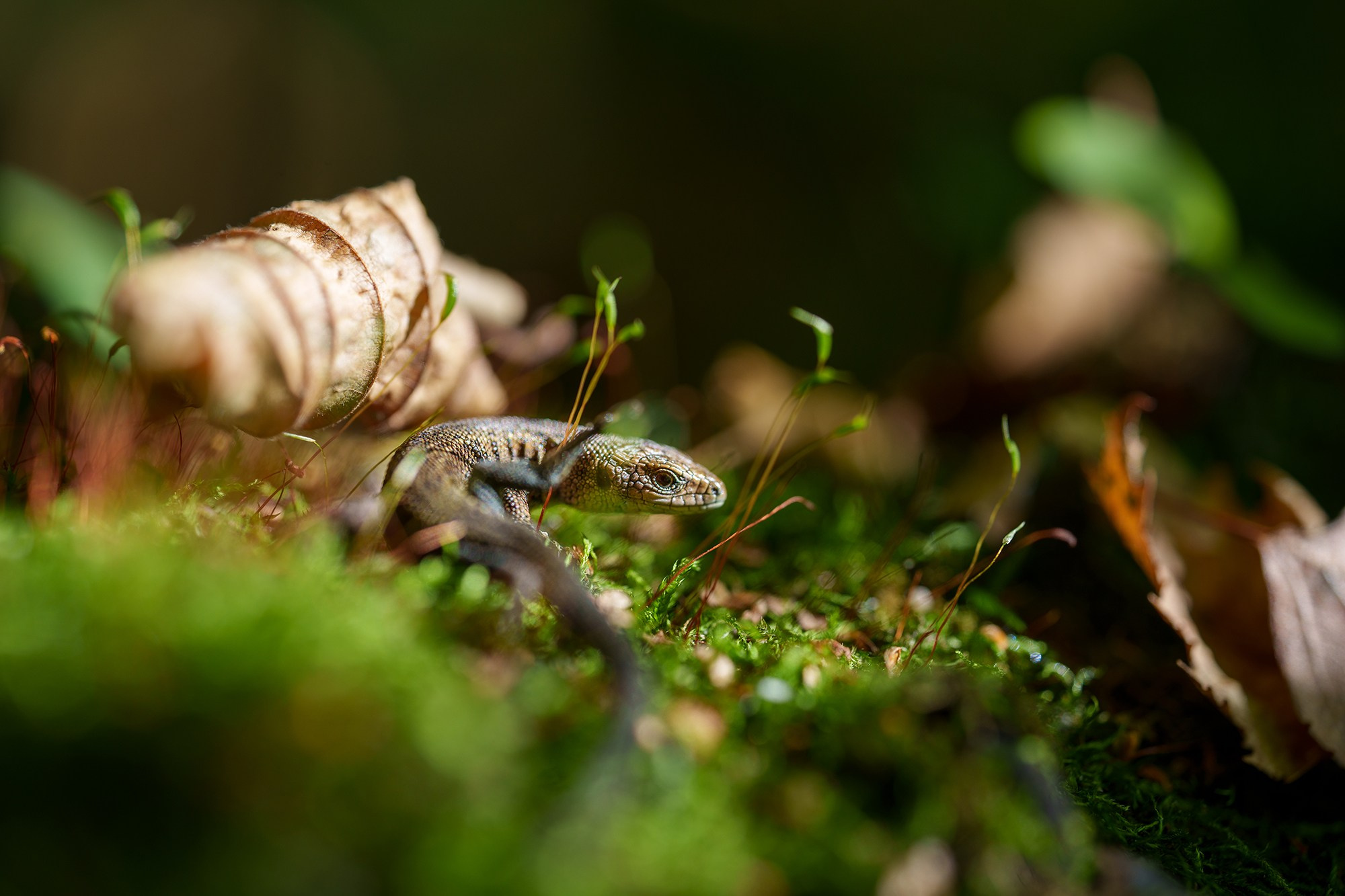 Животные. Ваш личный фотограф Марина Волкова