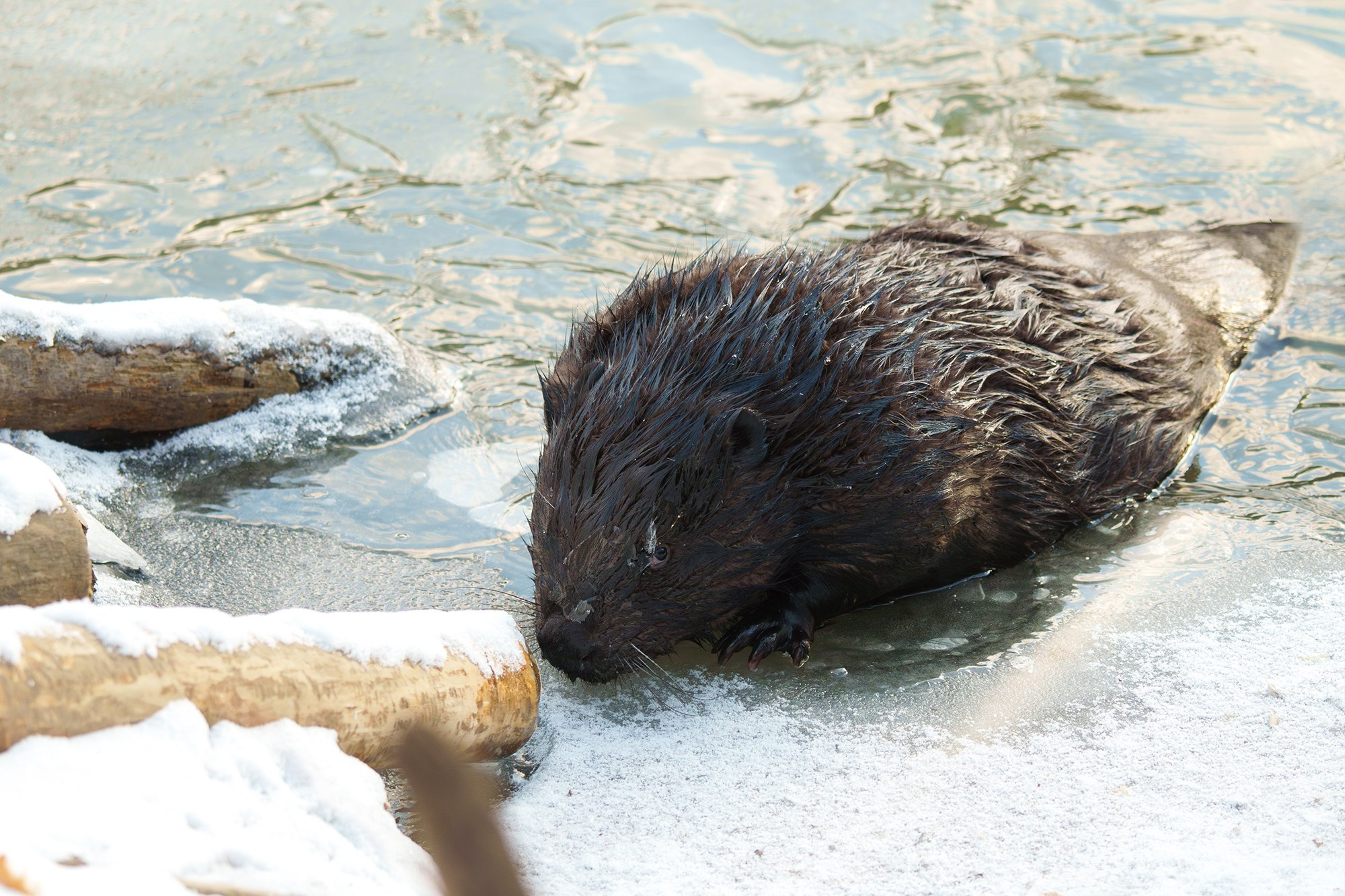 Животные. Ваш личный фотограф Марина Волкова