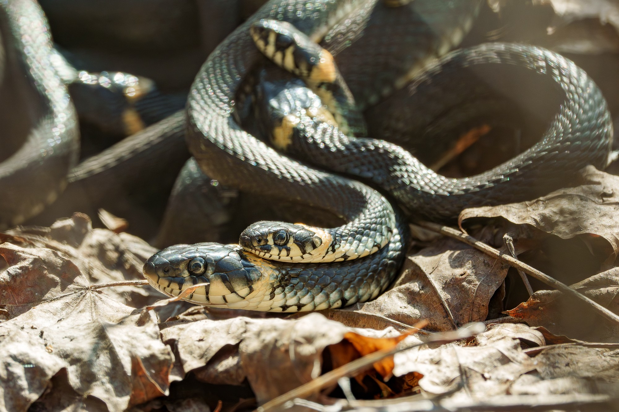 Животные. Ваш личный фотограф Марина Волкова