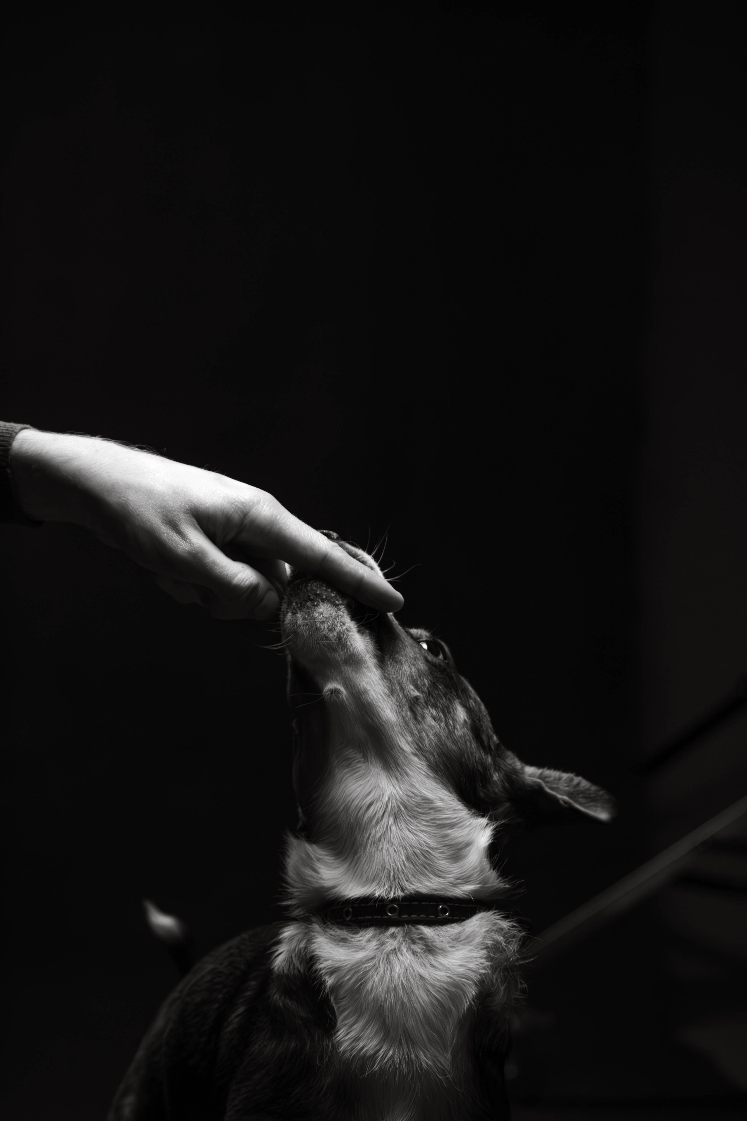 Фотосессия с животными. Фотограф анималист — Тула, Москва