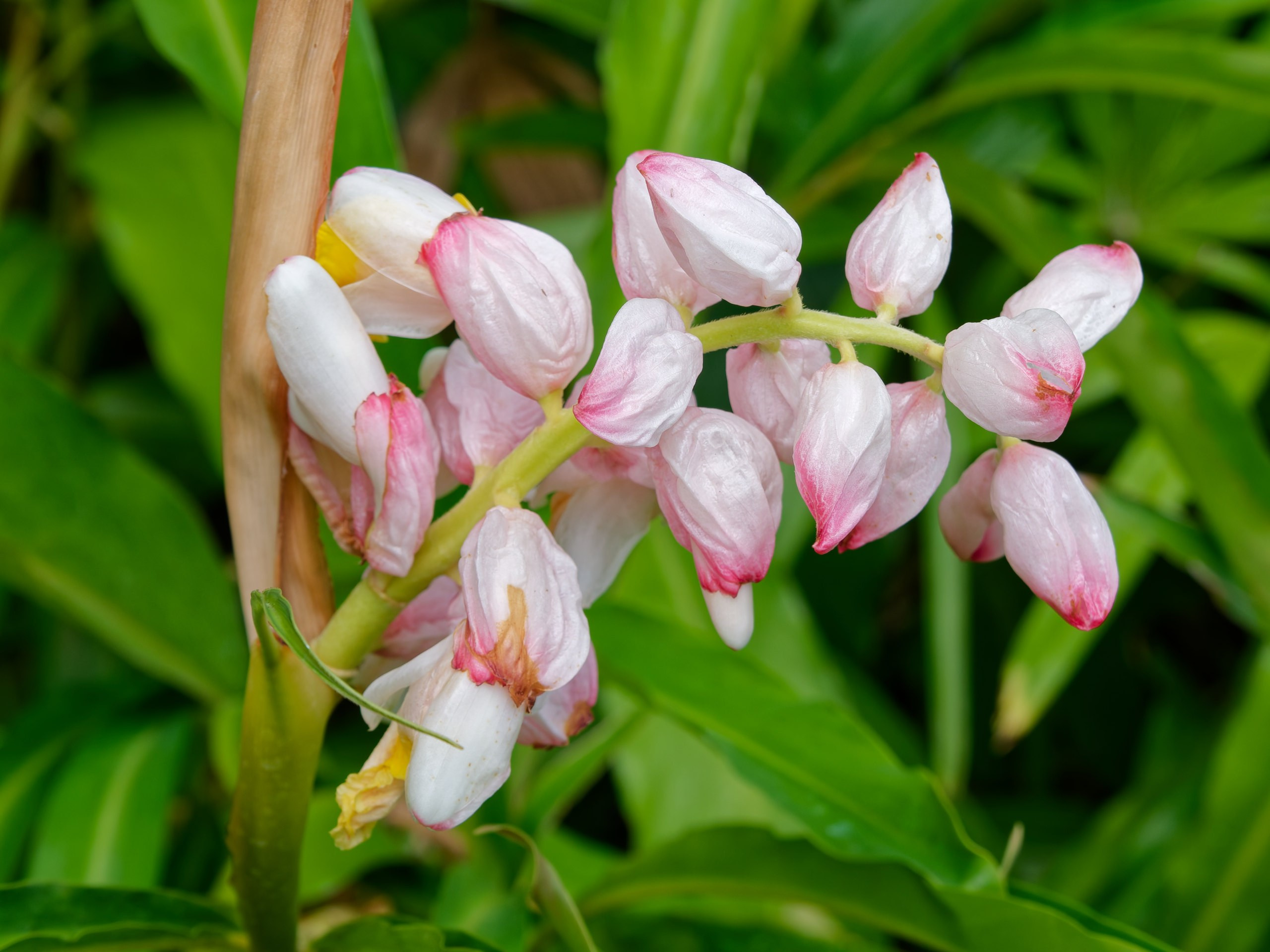Хайнань 2026, флора, цветы и деревья. Фотопрогулки по Миру