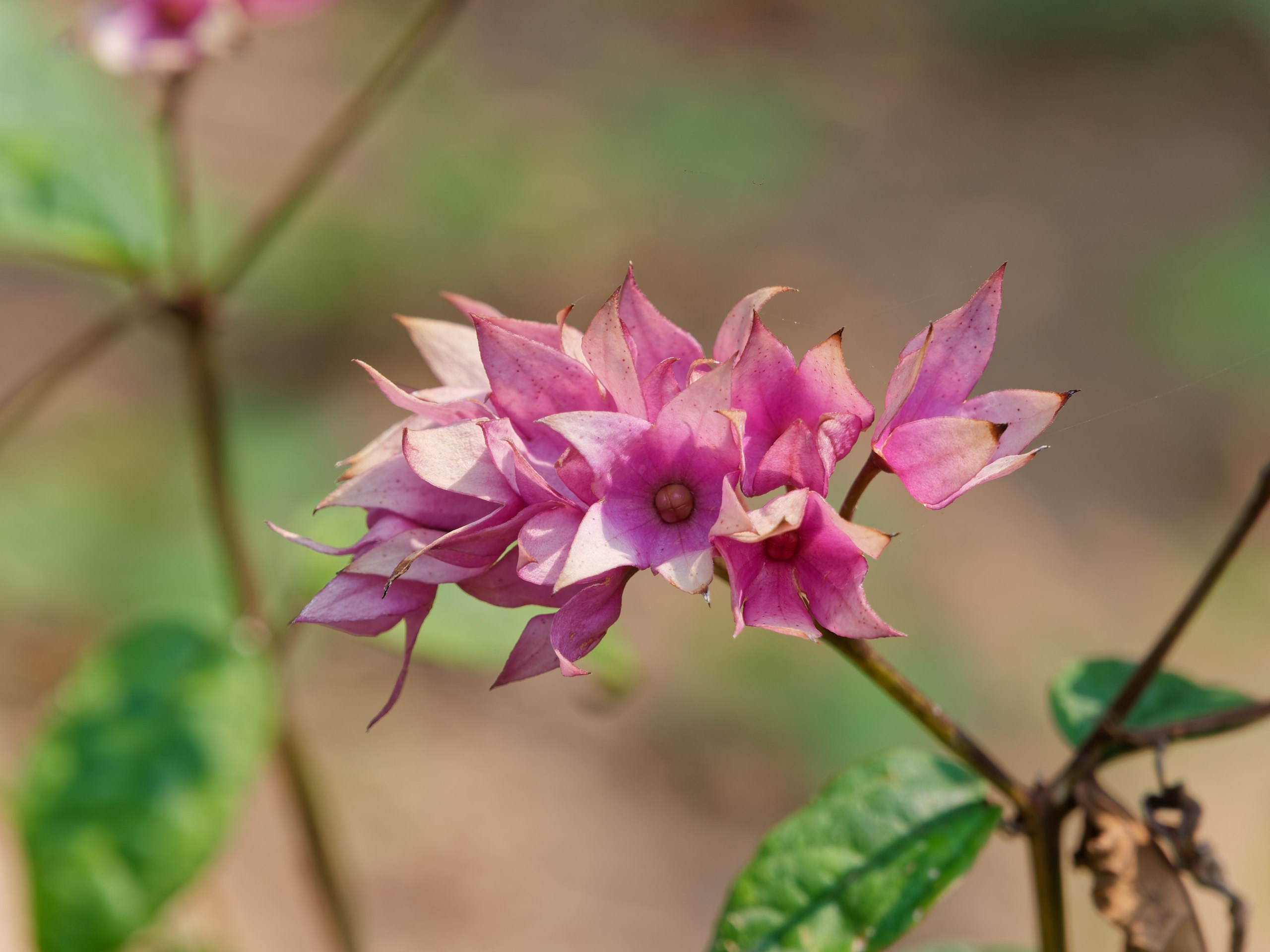Хайнань 2026, флора, цветы и деревья. Фотопрогулки по Миру