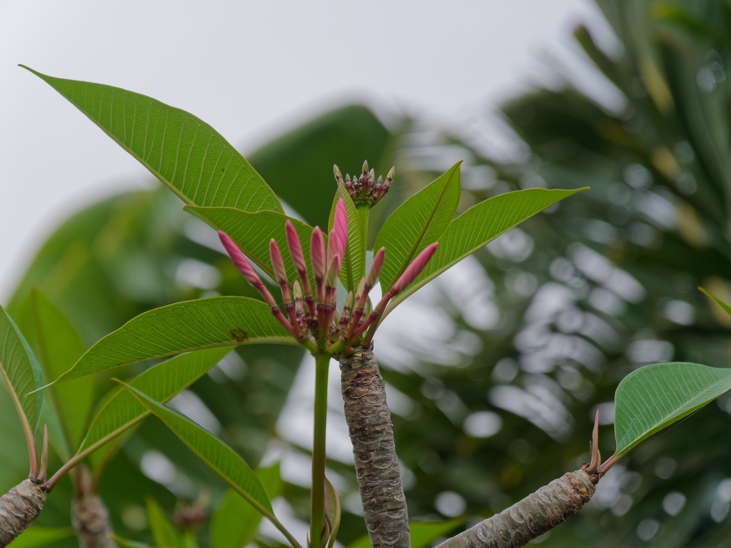 Хайнань 2026, флора, цветы и деревья. Фотопрогулки по Миру