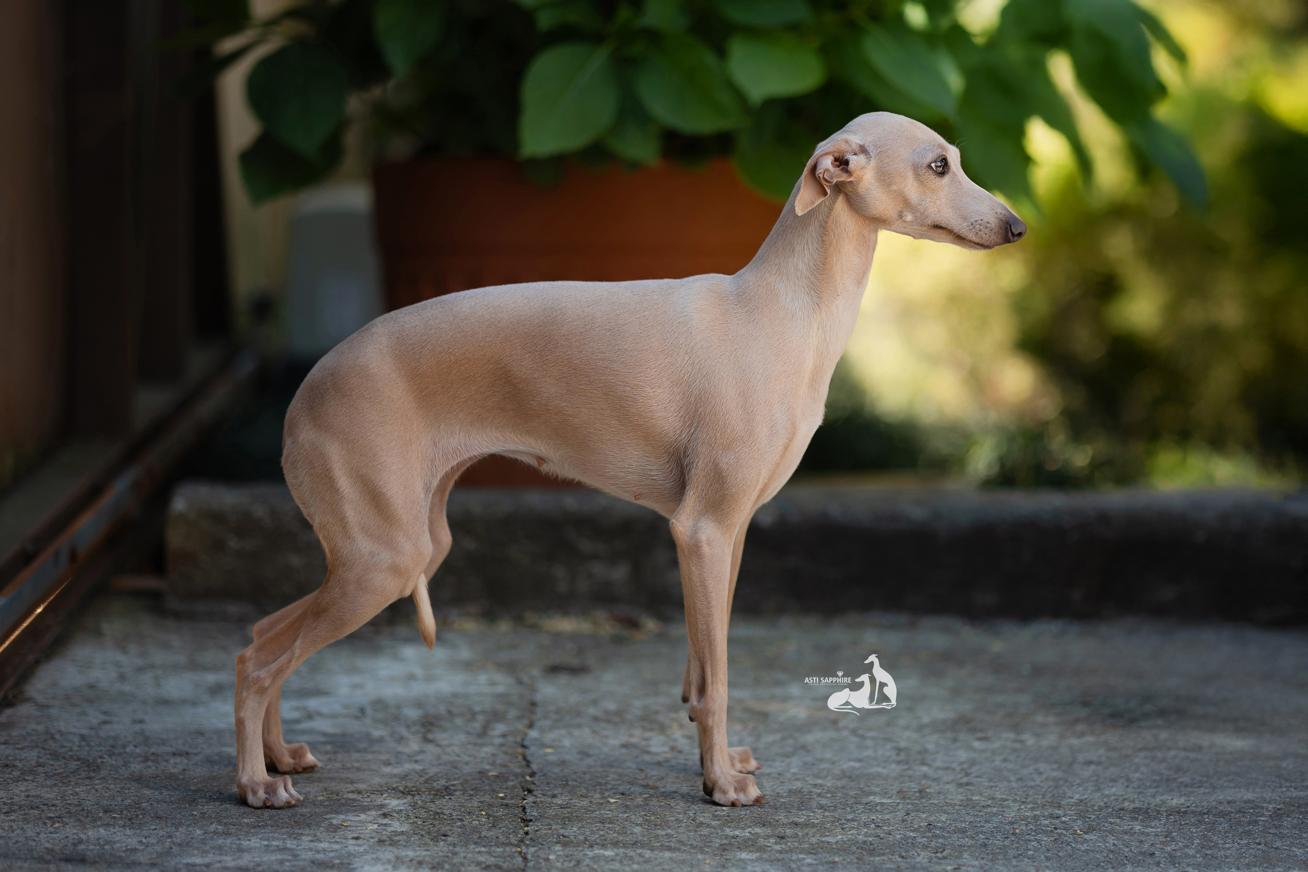 Asti Sapphire Adriana. Professional Italian Greyhound Kennel RKF/FCI ASTI SAPPHIRE 💎 Sochi|St. Petersburg
