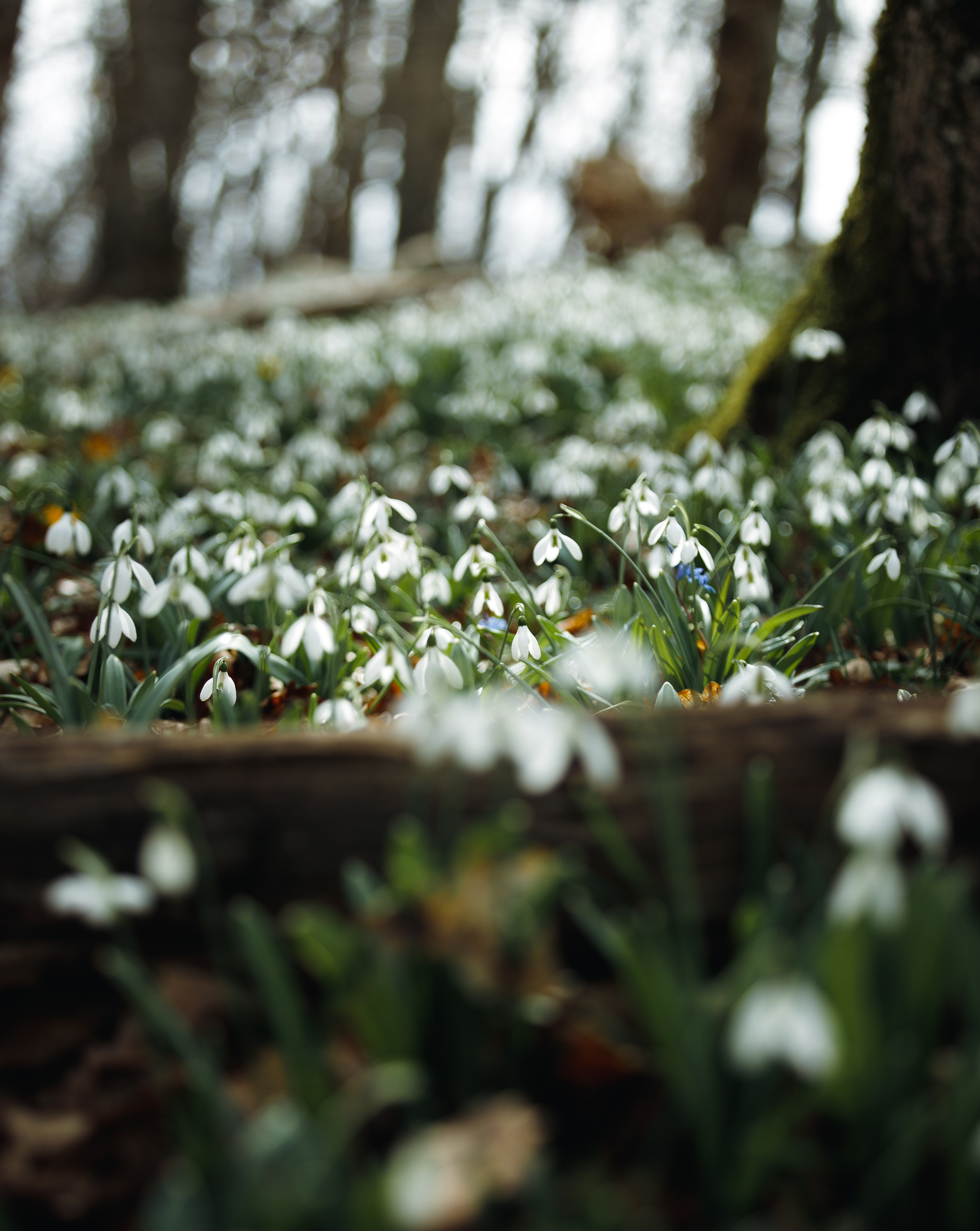 Nature. Артем Корнев Фотограф