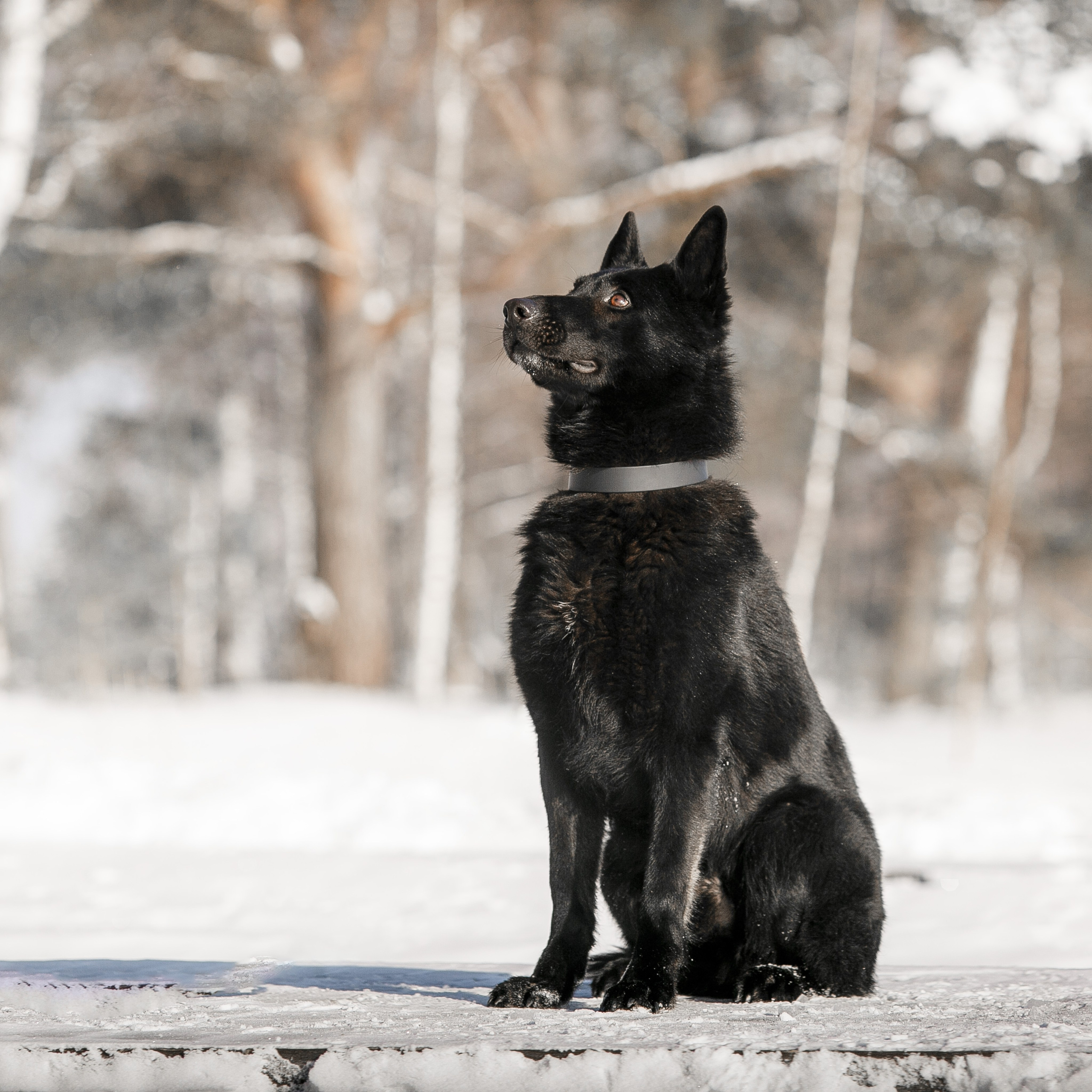 Фотосъемка собак для питомника немецких овчарок. Репортажный фотограф Борис Геер