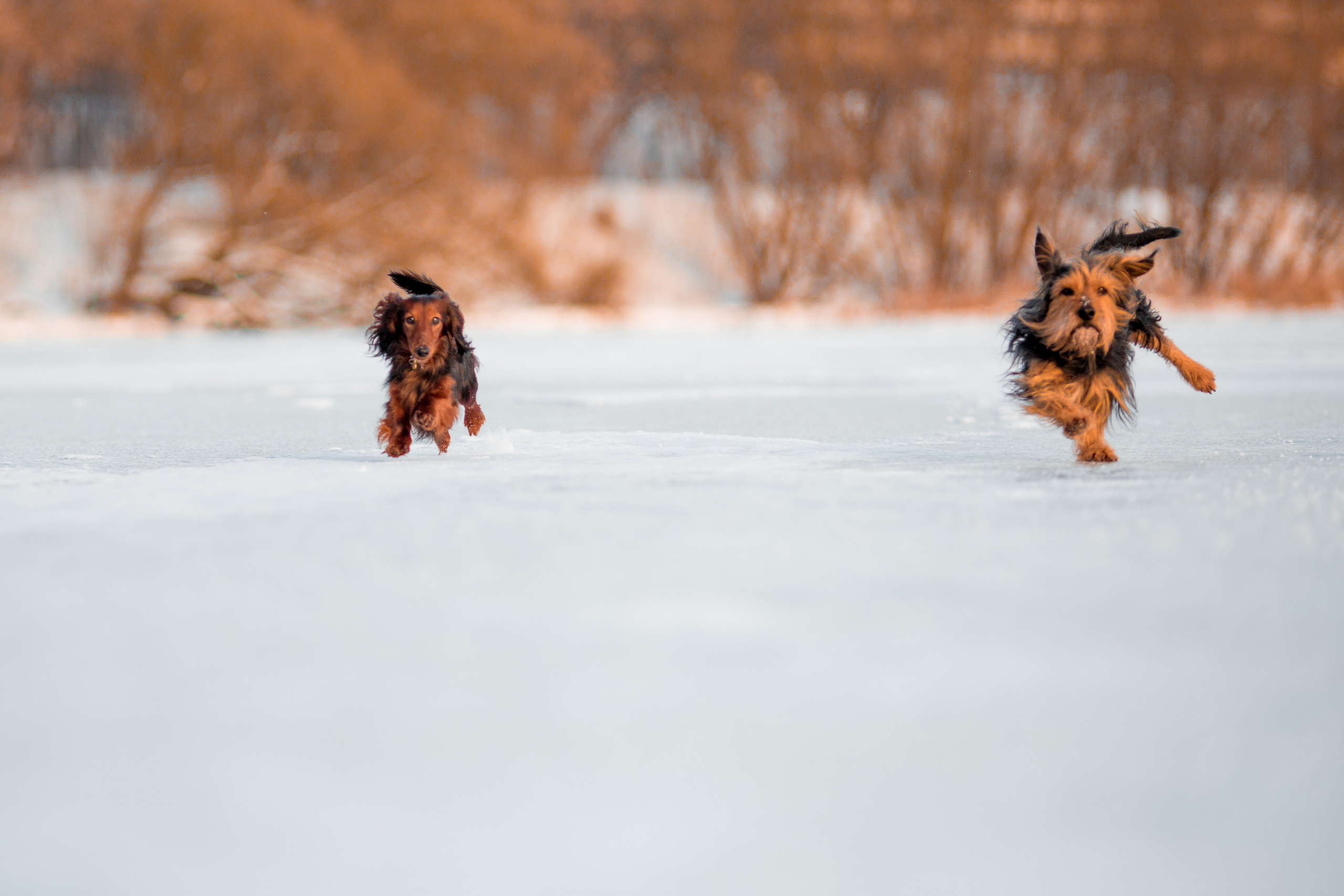 Зимняя прогулка. Репортажный фотограф Борис Геер