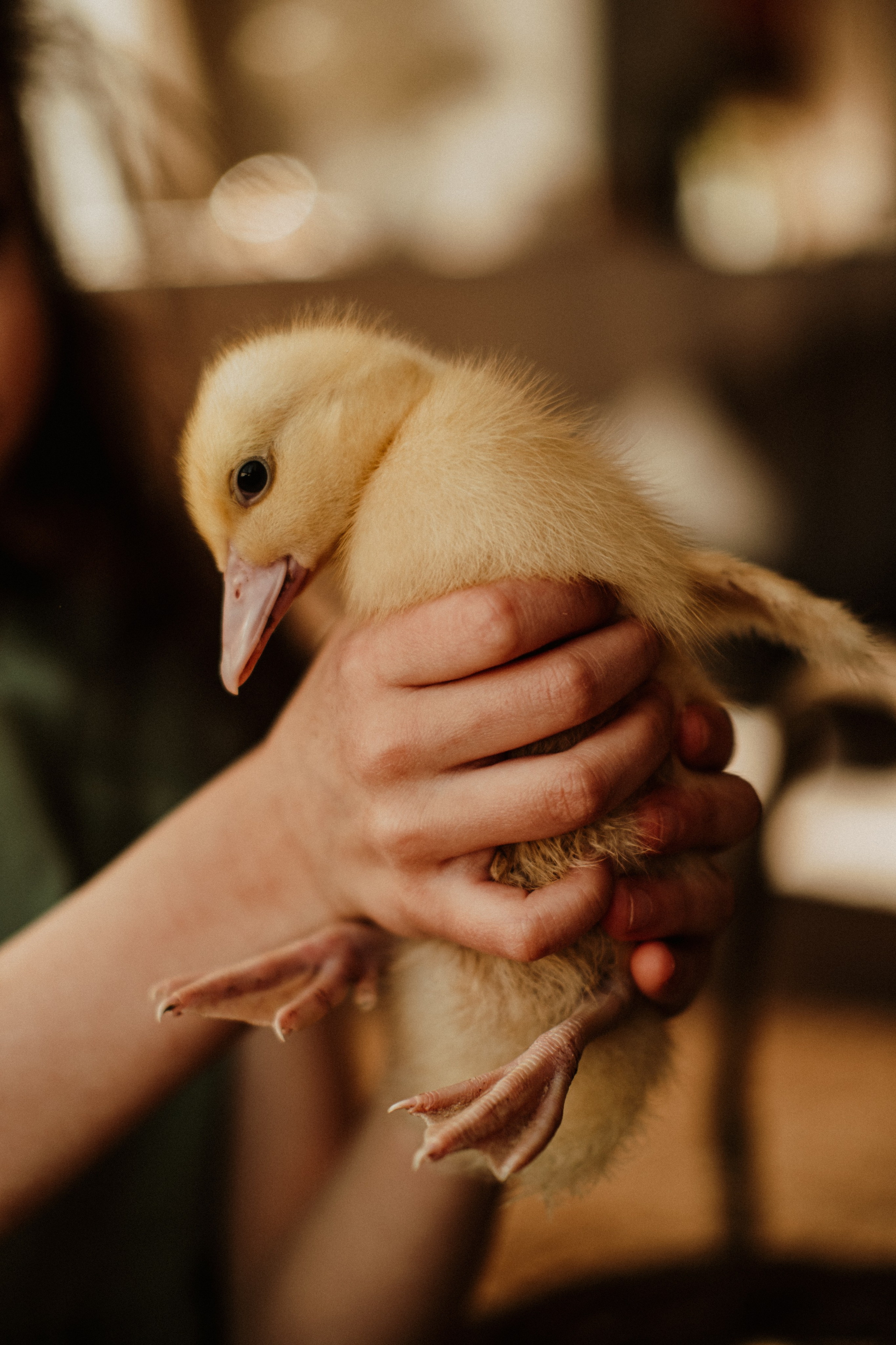 Утята. Свадебный фотограф Челябинск