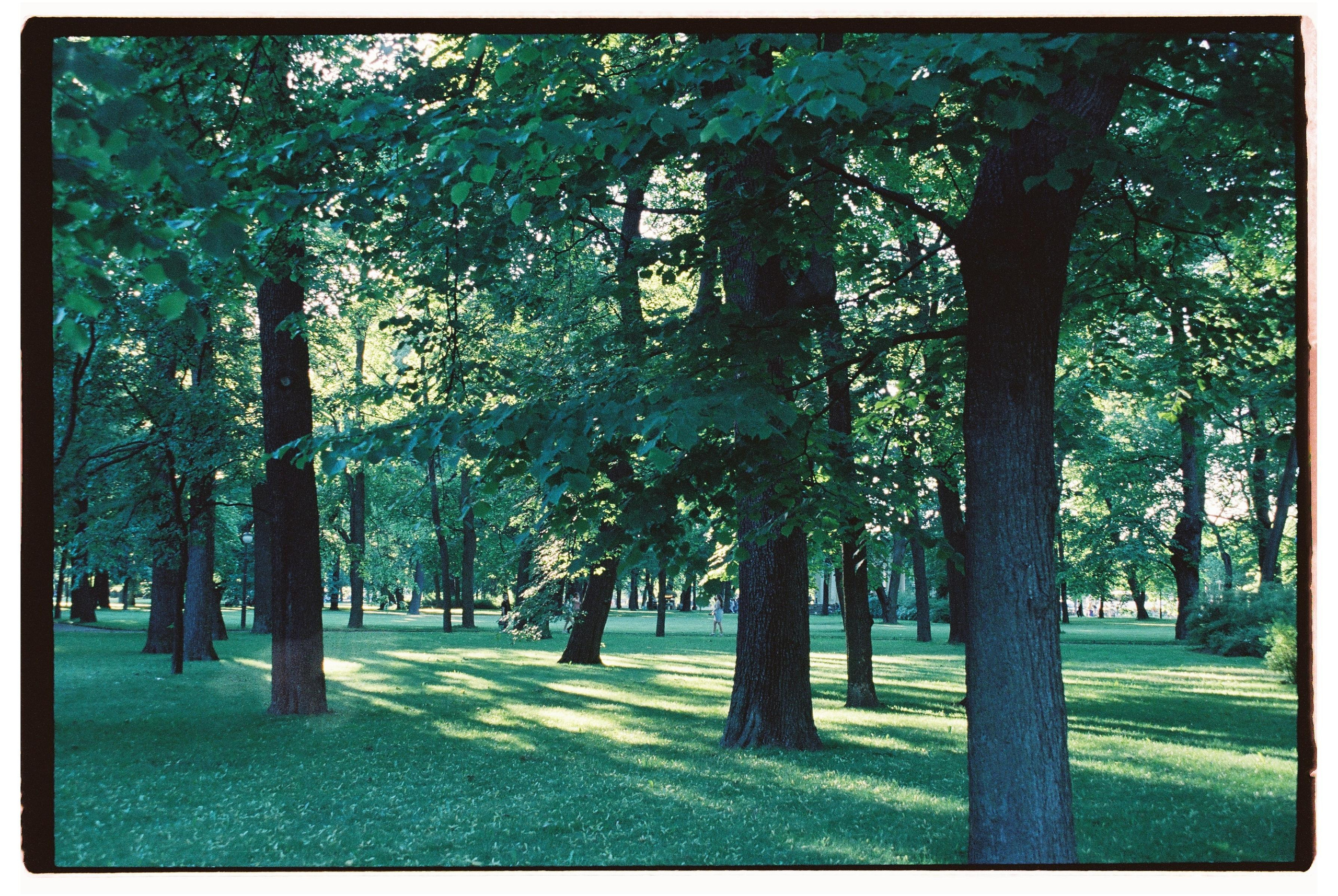 Пленка. Фотограф Дарья Комарова