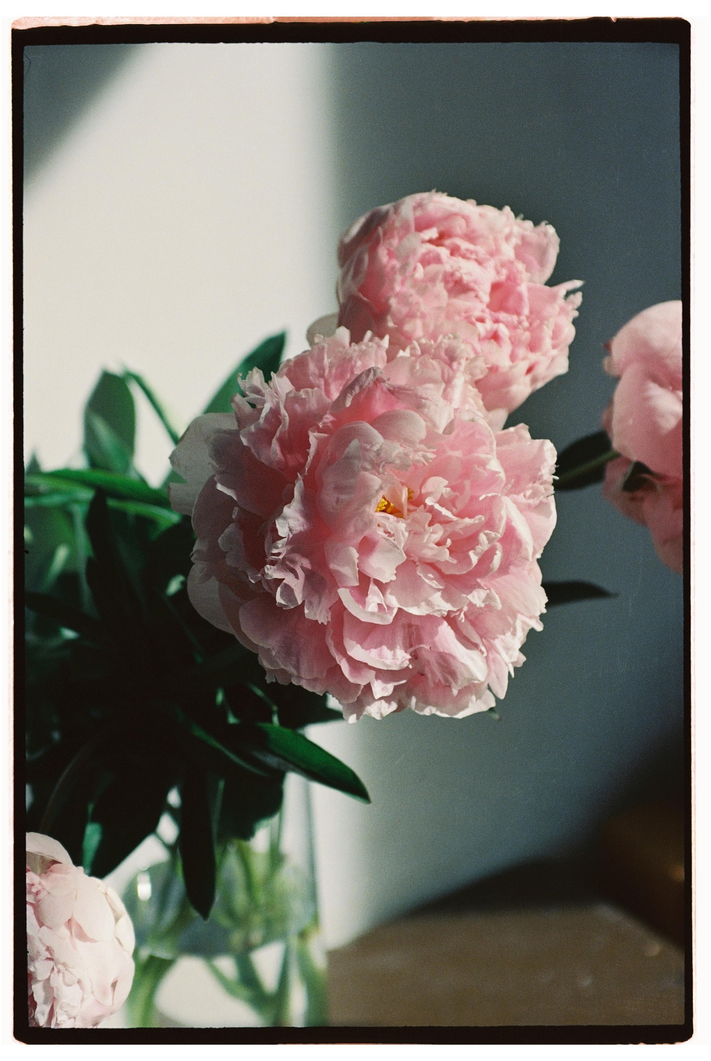 Пленка. Фотограф Дарья Комарова