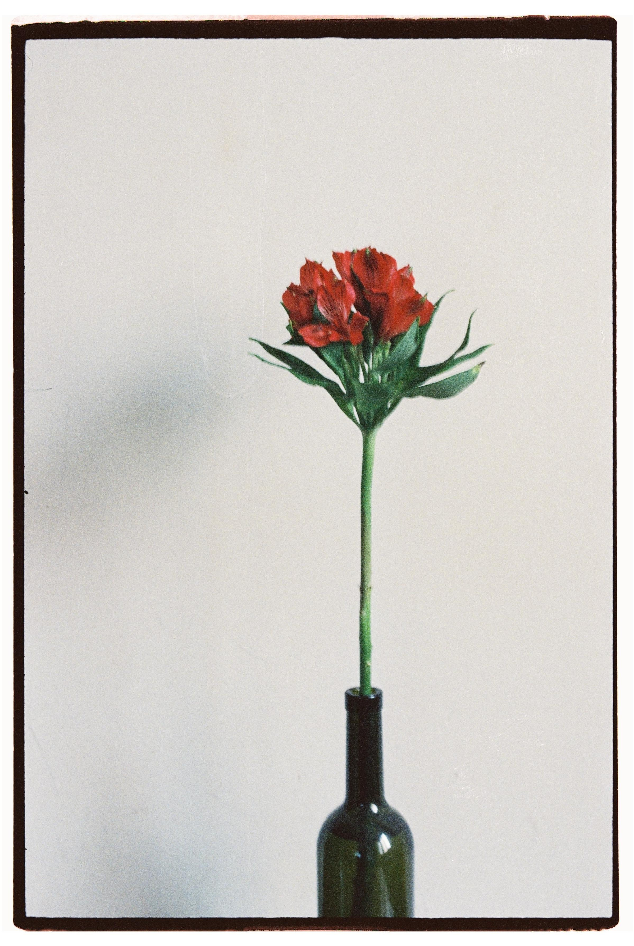 Пленка. Фотограф Дарья Комарова