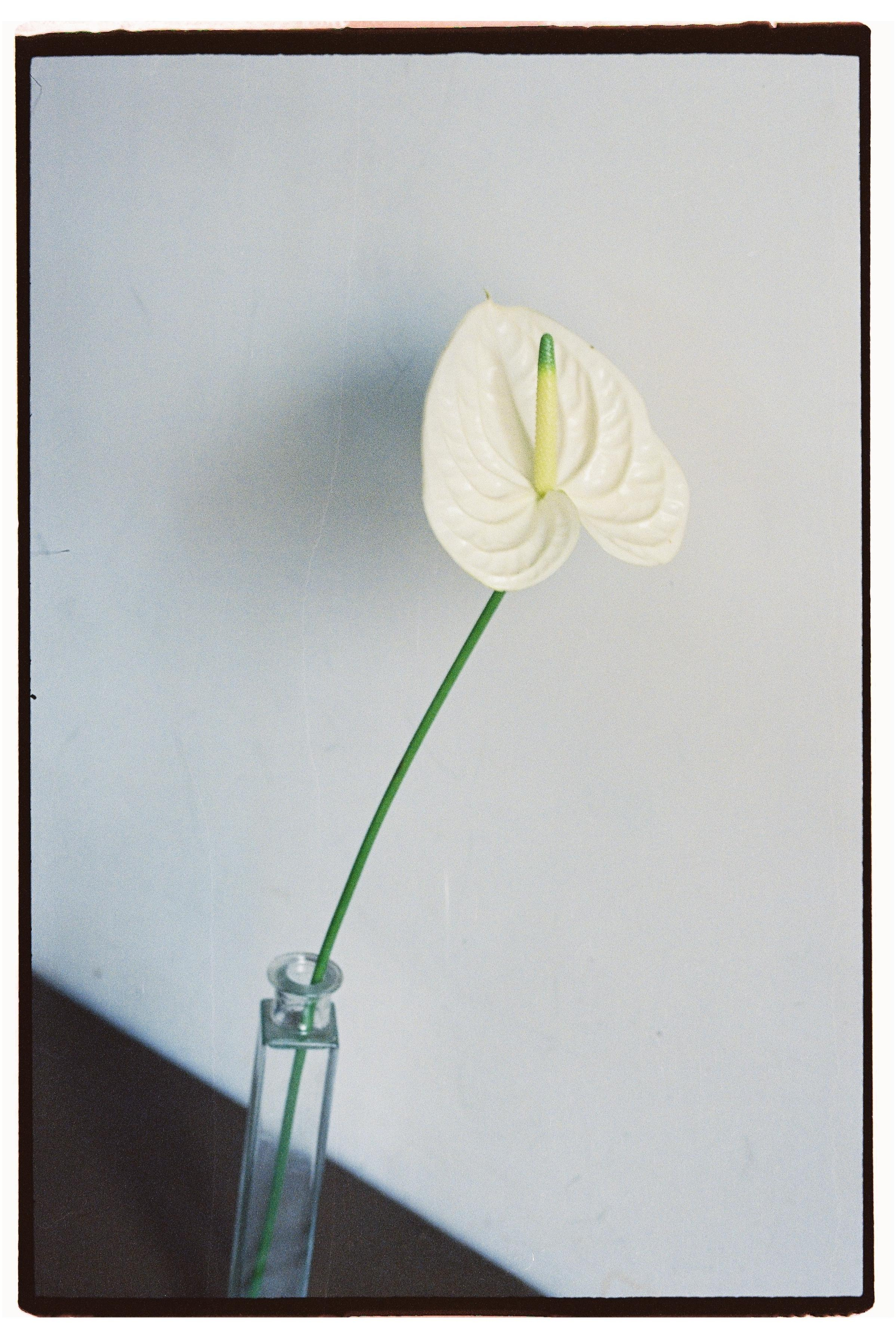 Пленка. Фотограф Дарья Комарова