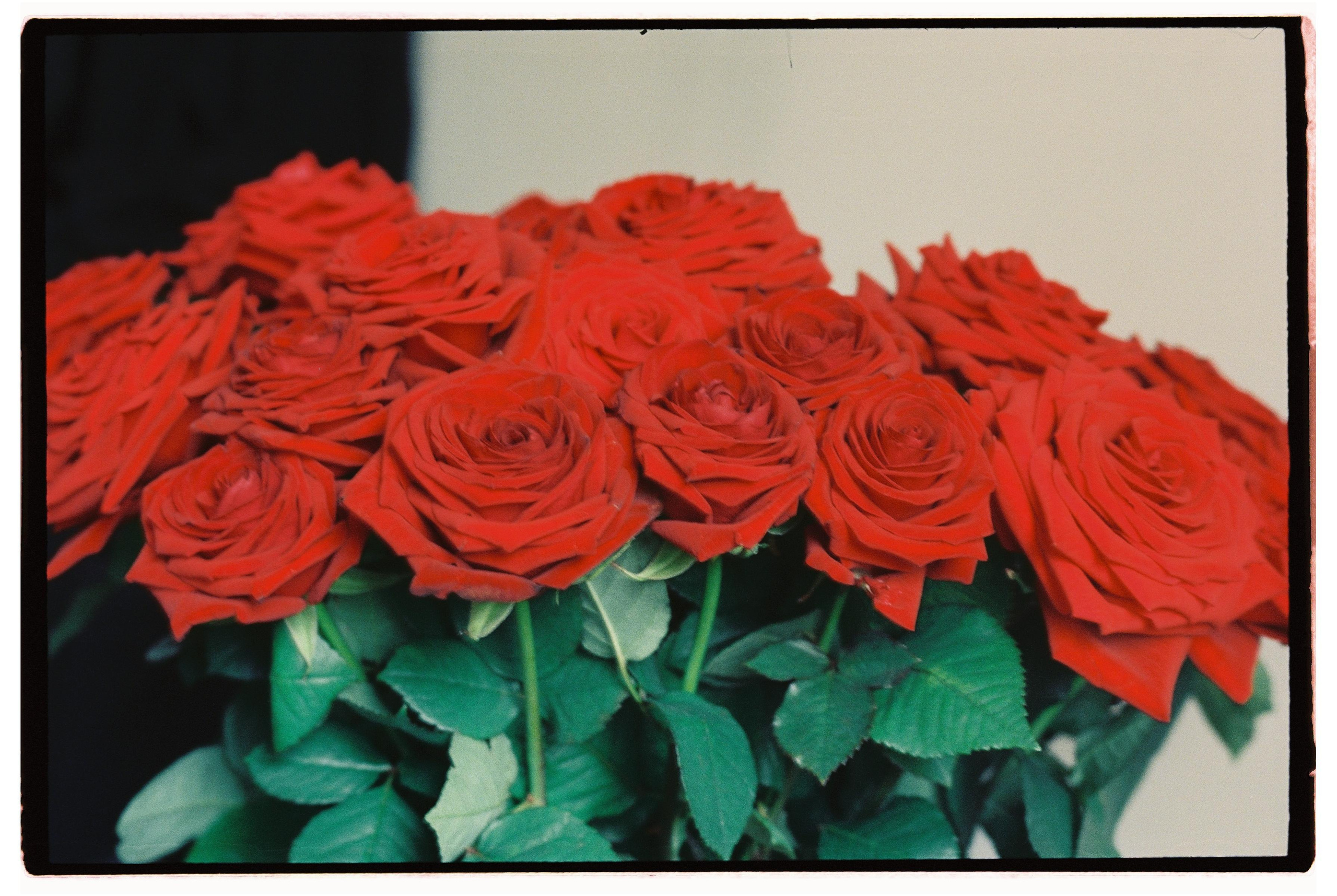 Пленка. Фотограф Дарья Комарова