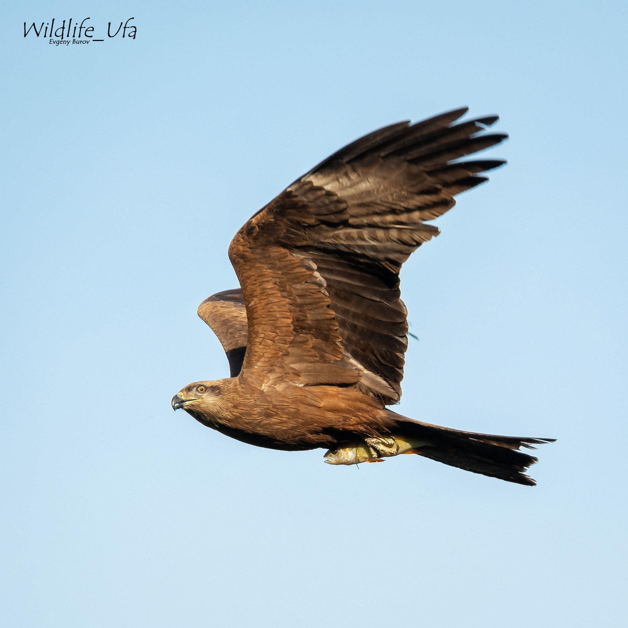 Птицы. Спортивный фотограф в Уфе Евгений Буров