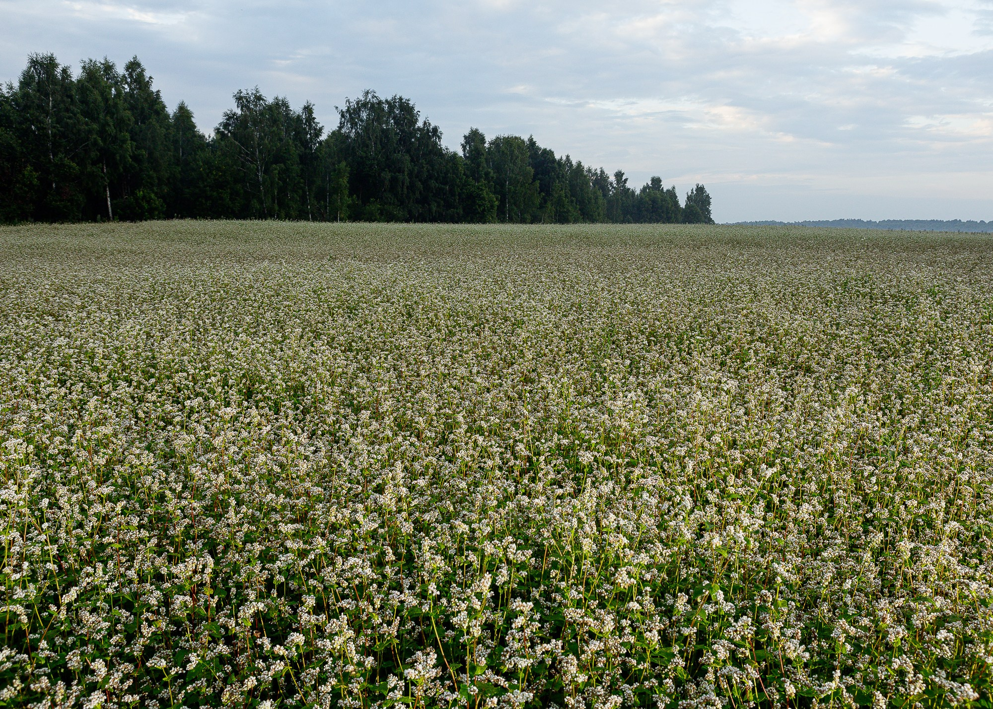 ЭкоНива — производитель молока № 1 в России