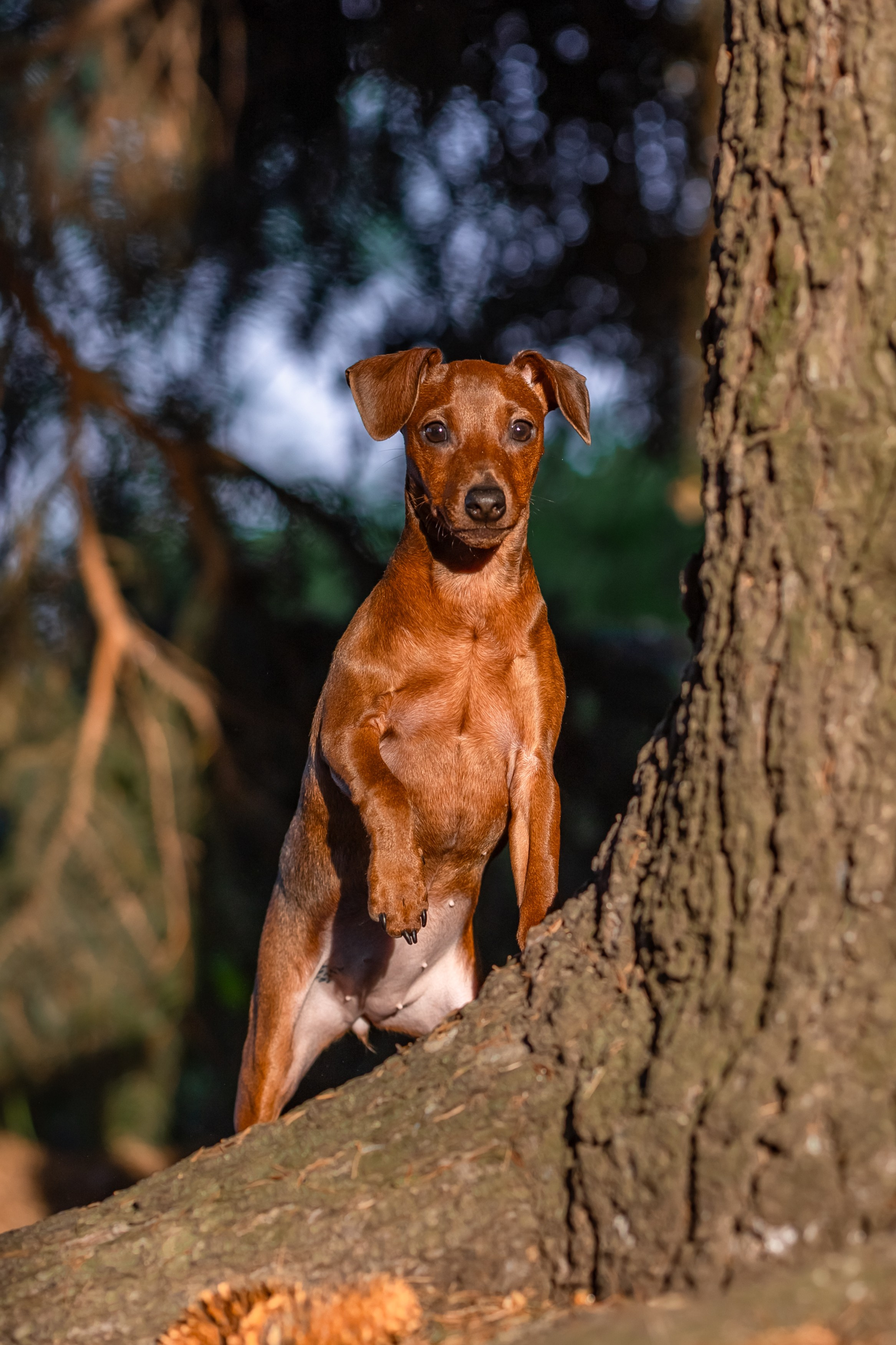 Пинчерята. Фотограф анималист Аня Ливанова | Рыбинск