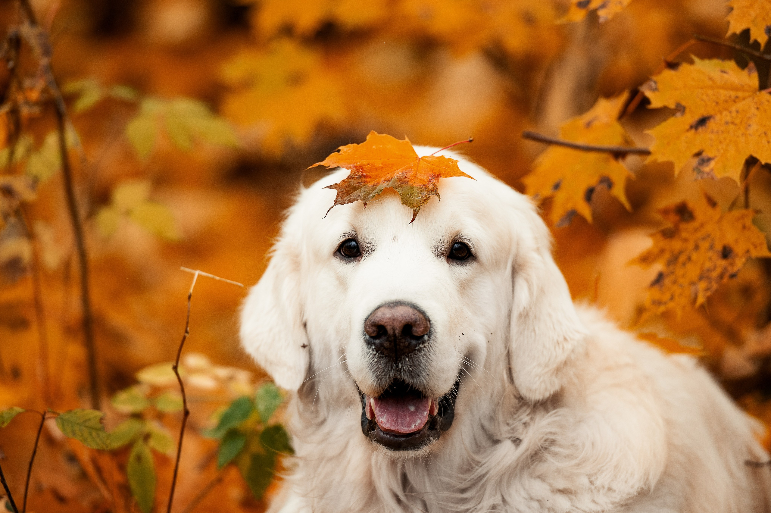 Айс и золотая осень. Фотограф-анималист