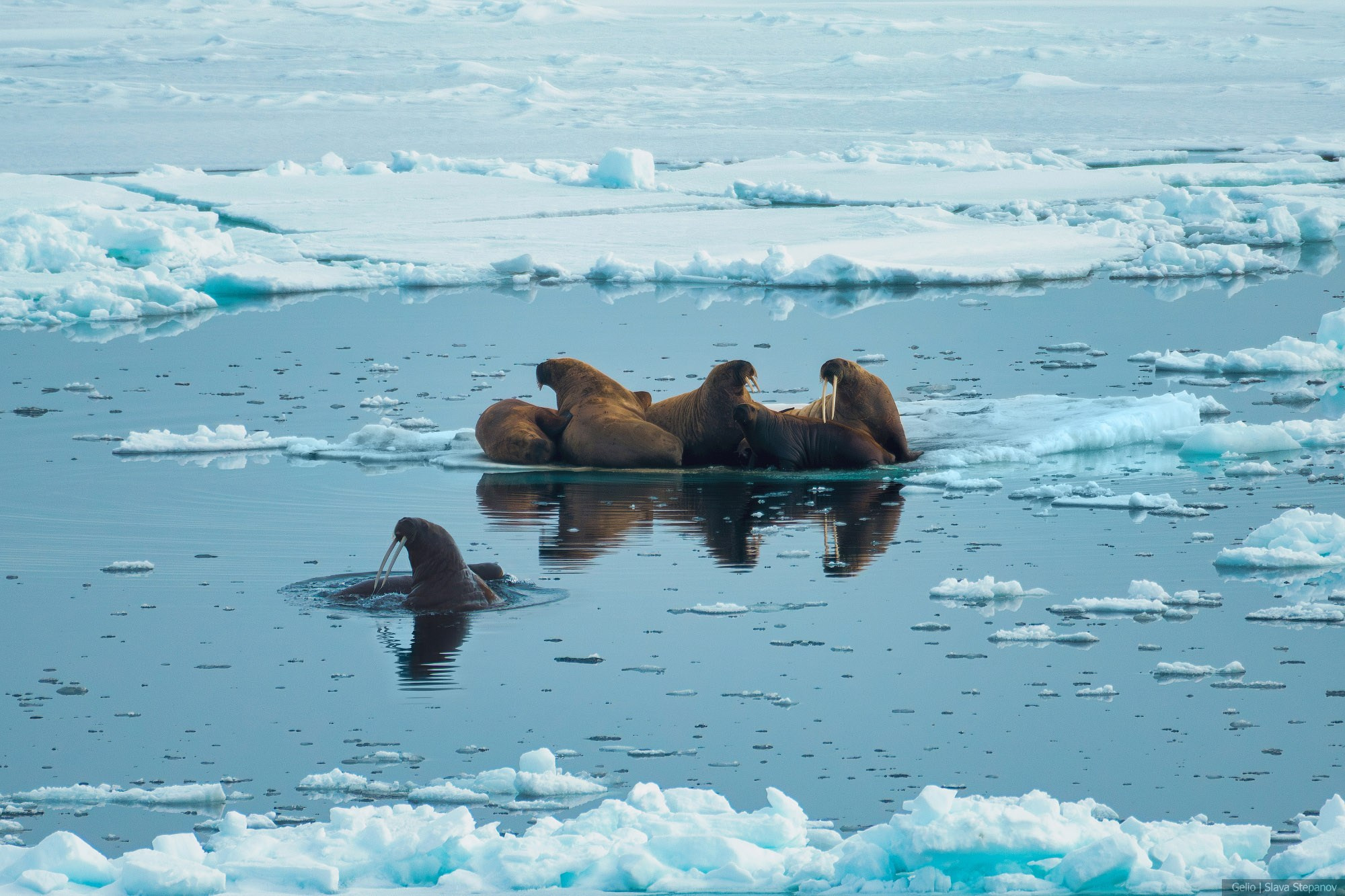 Природа. Фотограф Слава Степанов, Gelio