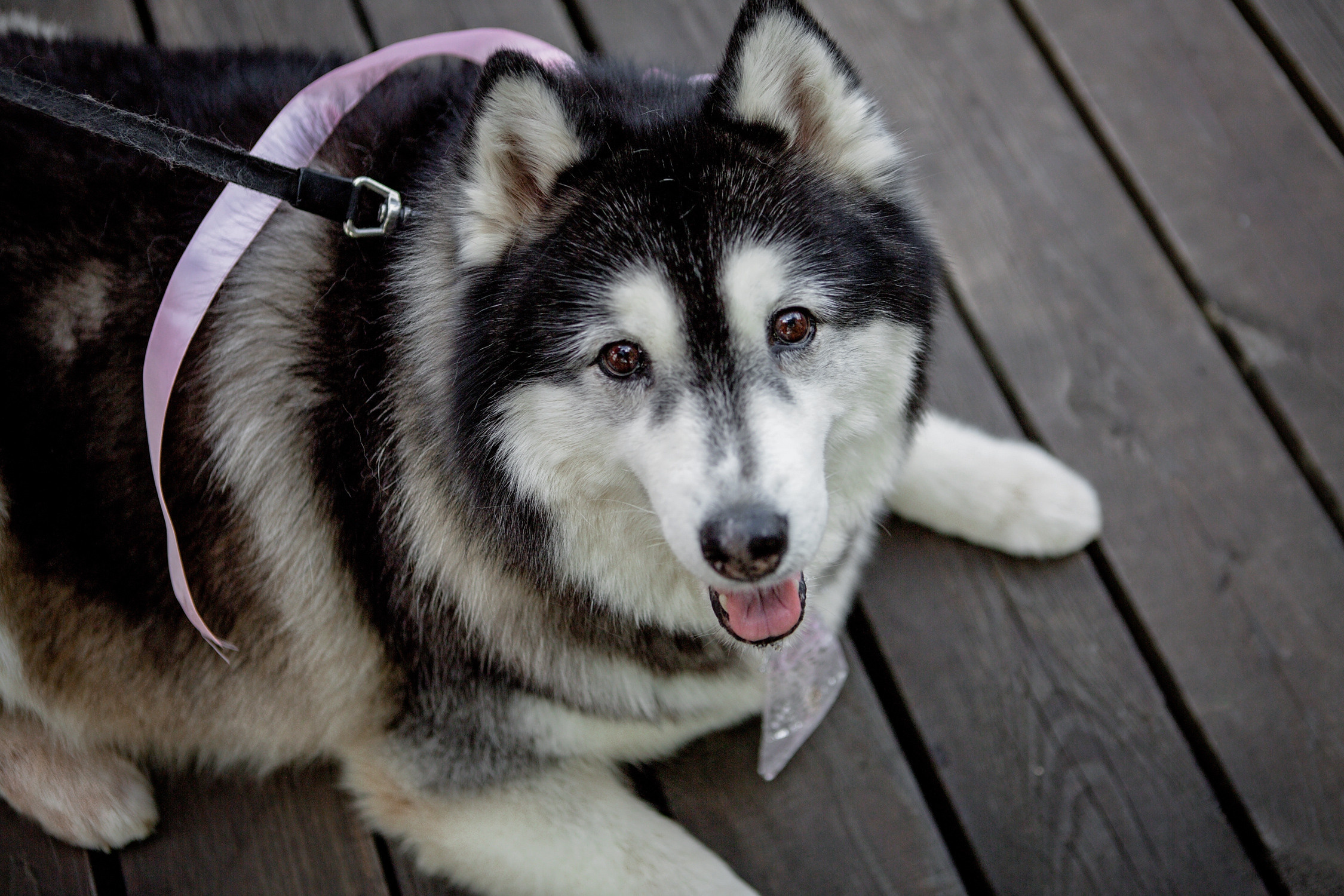 Свадьба с гостями. Свадебный и портретный фотограф Москва