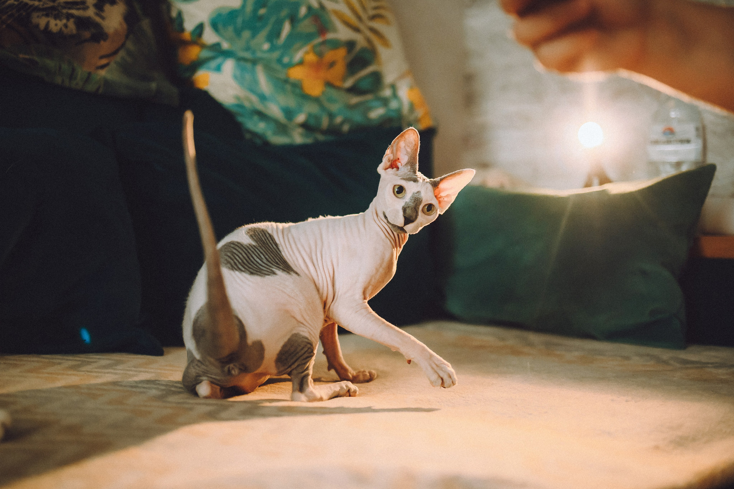 Топик и его семья