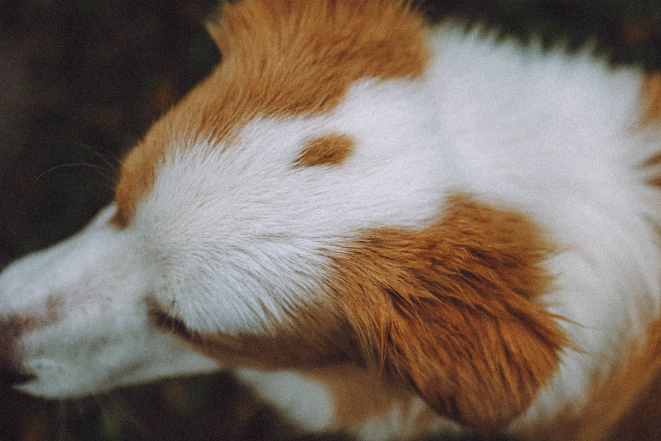 Алина, Витя и Асти