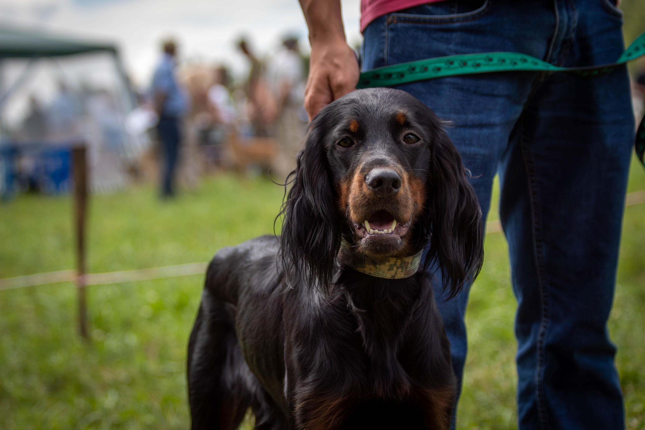 Репортажная съемка в Туле. Фотограф анималист — Тула, Москва