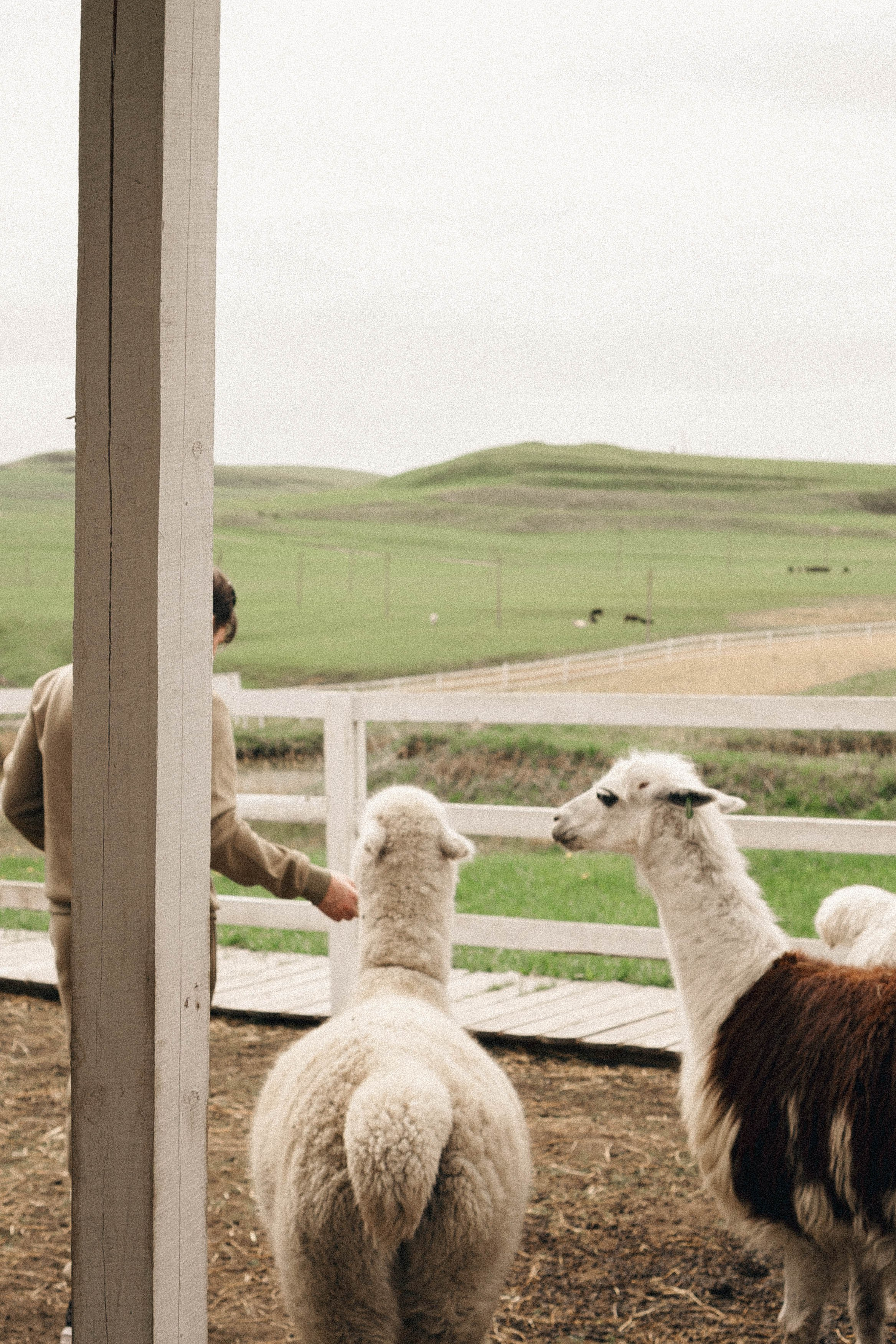 Ферма Альпак. Профессиональный фотограф, Санкт-Петербург — Виктория Богомолова
