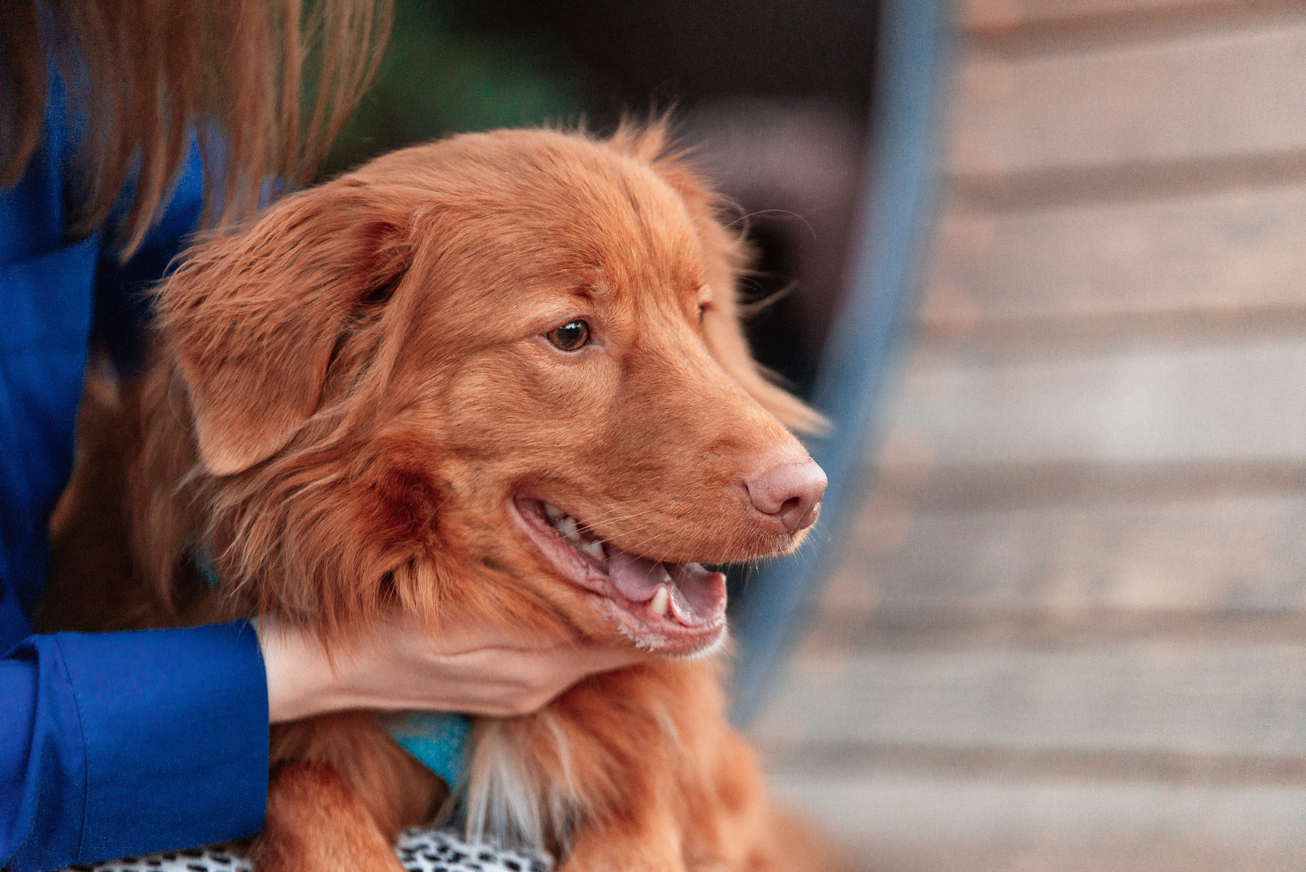 Таня и Лео. Фотограф-анималист Анастасия Парфенова|Екатеринбург