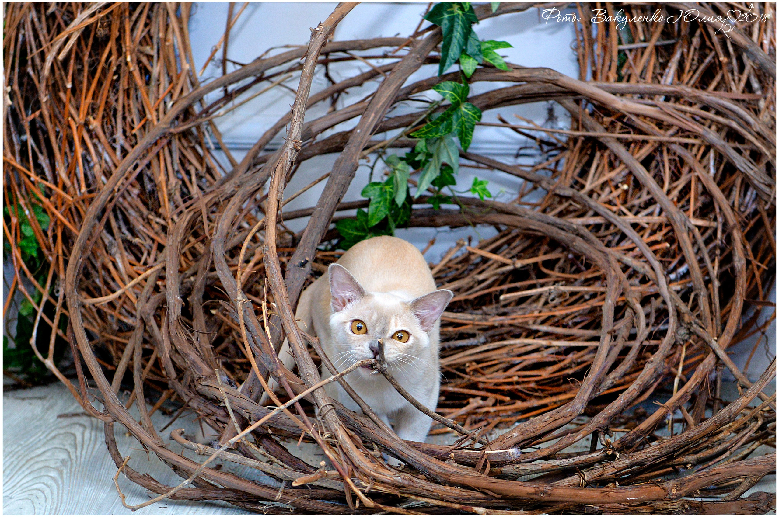 Взрослые. Фотограф анималист | семейный Юлия Вакуленко, г. Краснодар