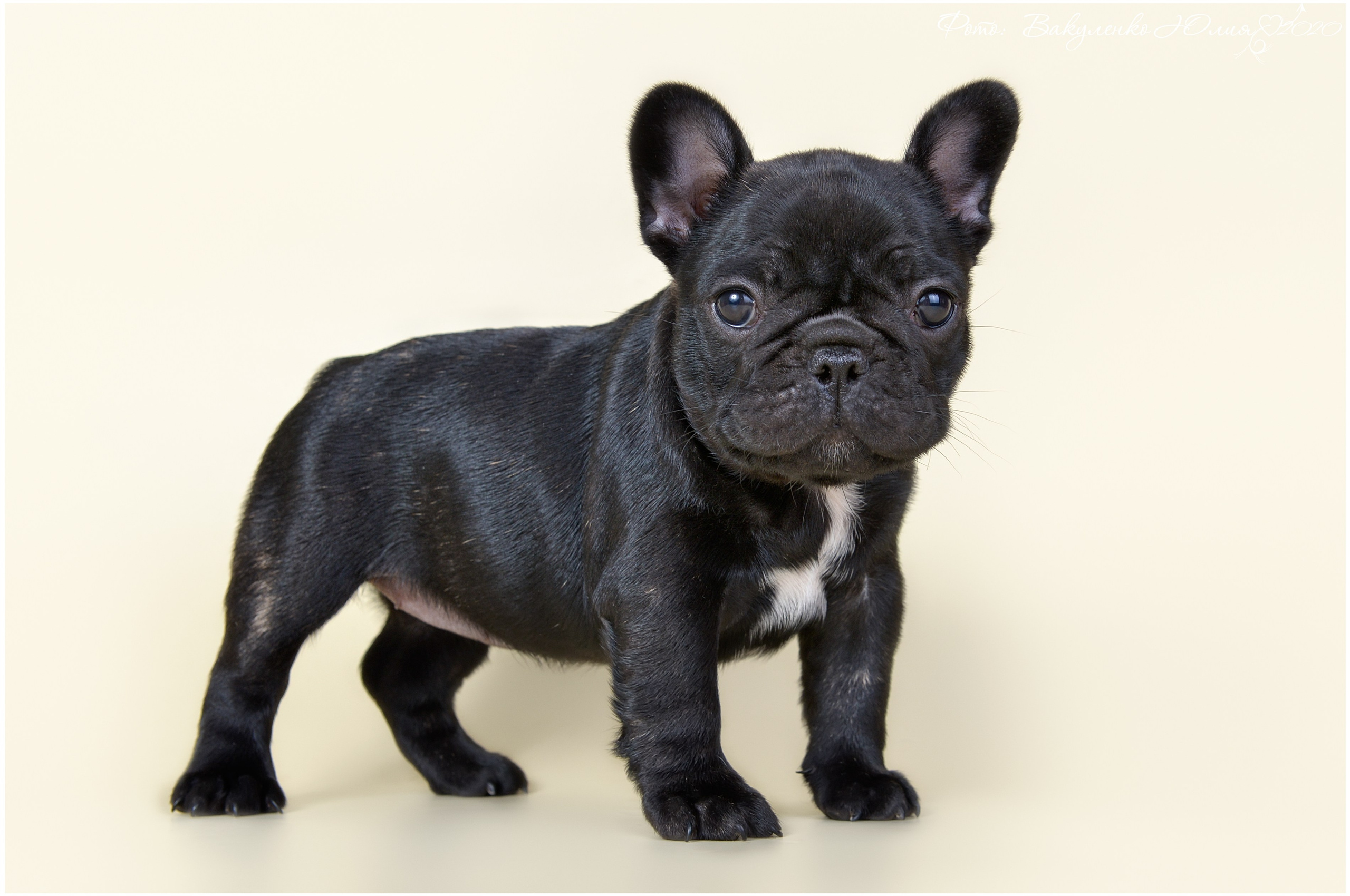 Студийная съемка. Фотограф анималист | семейный Юлия Вакуленко, г. Краснодар