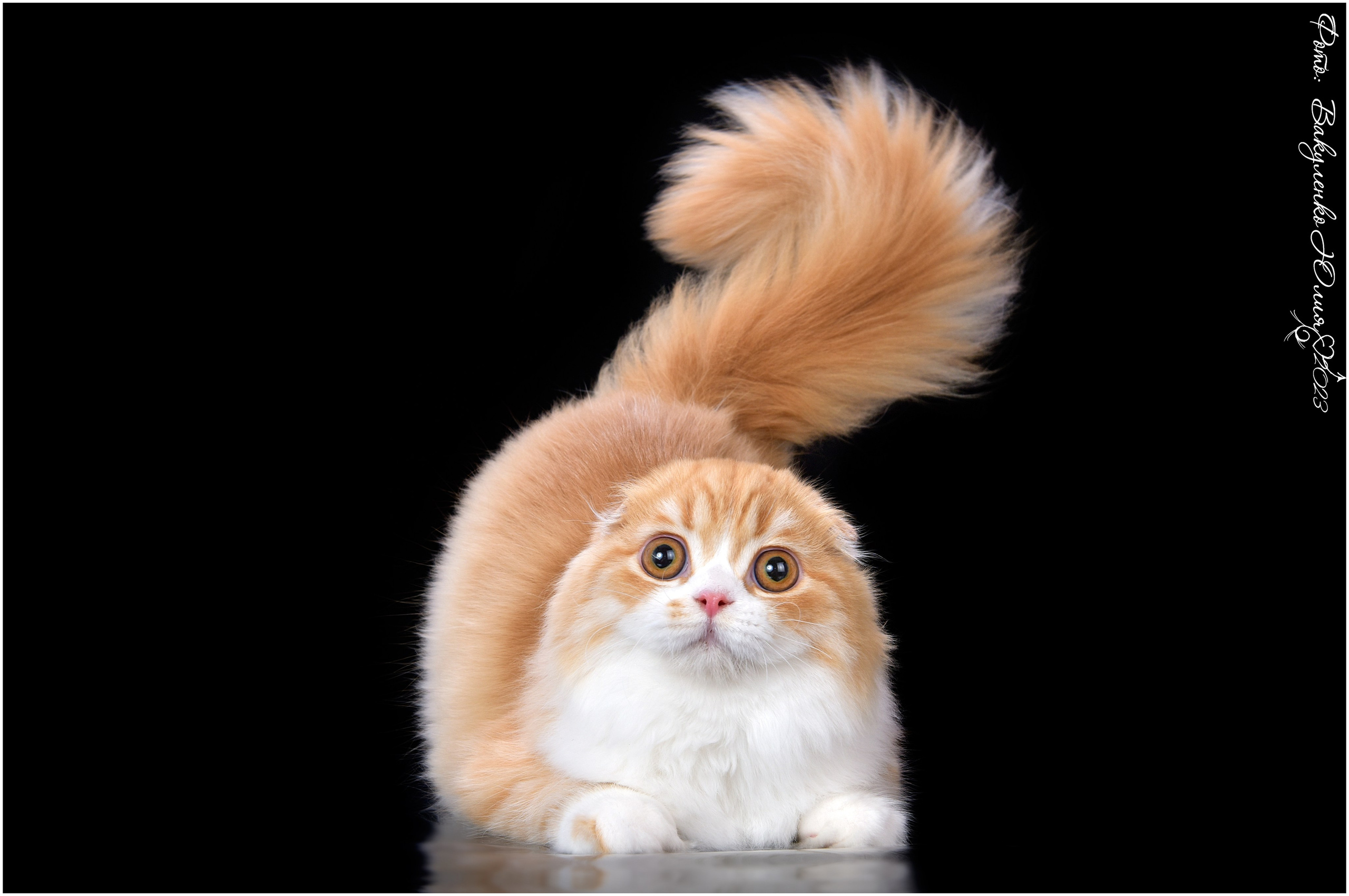 Взрослые. Фотограф анималист | семейный Юлия Вакуленко, г. Краснодар