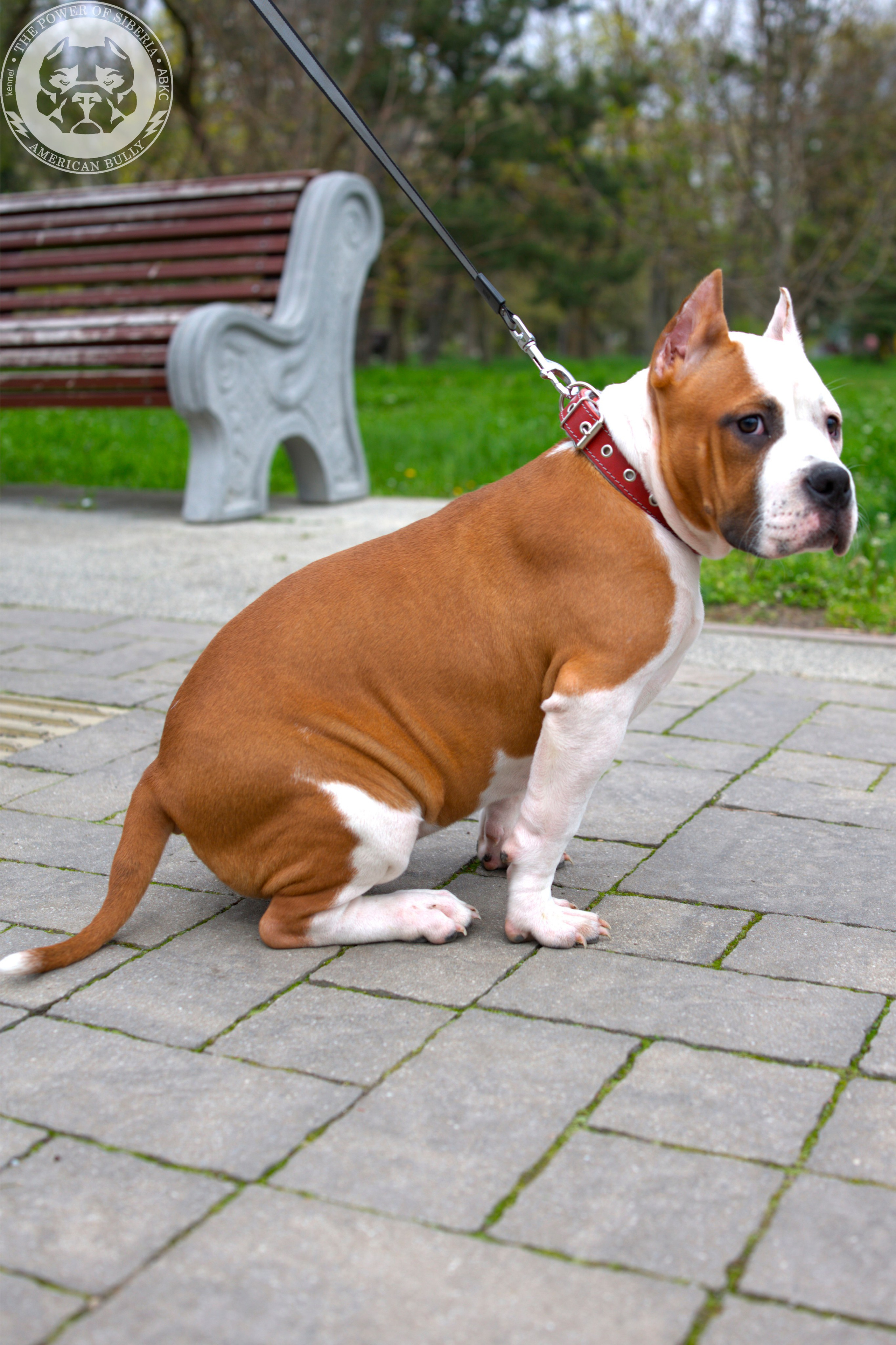 Свободные щенки Американский Булли, в типах покет, классик, стандарт. Американский Булли в г. Ростов-на-Дону. Питомник THE POWER OF SIBERIA