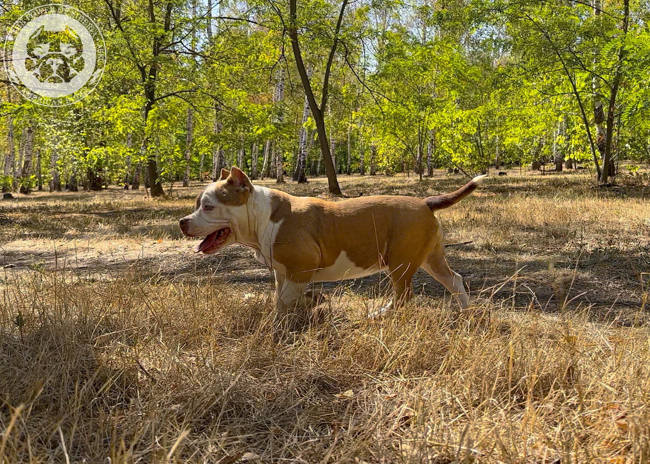 Помет Каспер и Тагира. 21.04.25. Американский Булли в г. Ростов-на-Дону. Питомник THE POWER OF SIBERIA