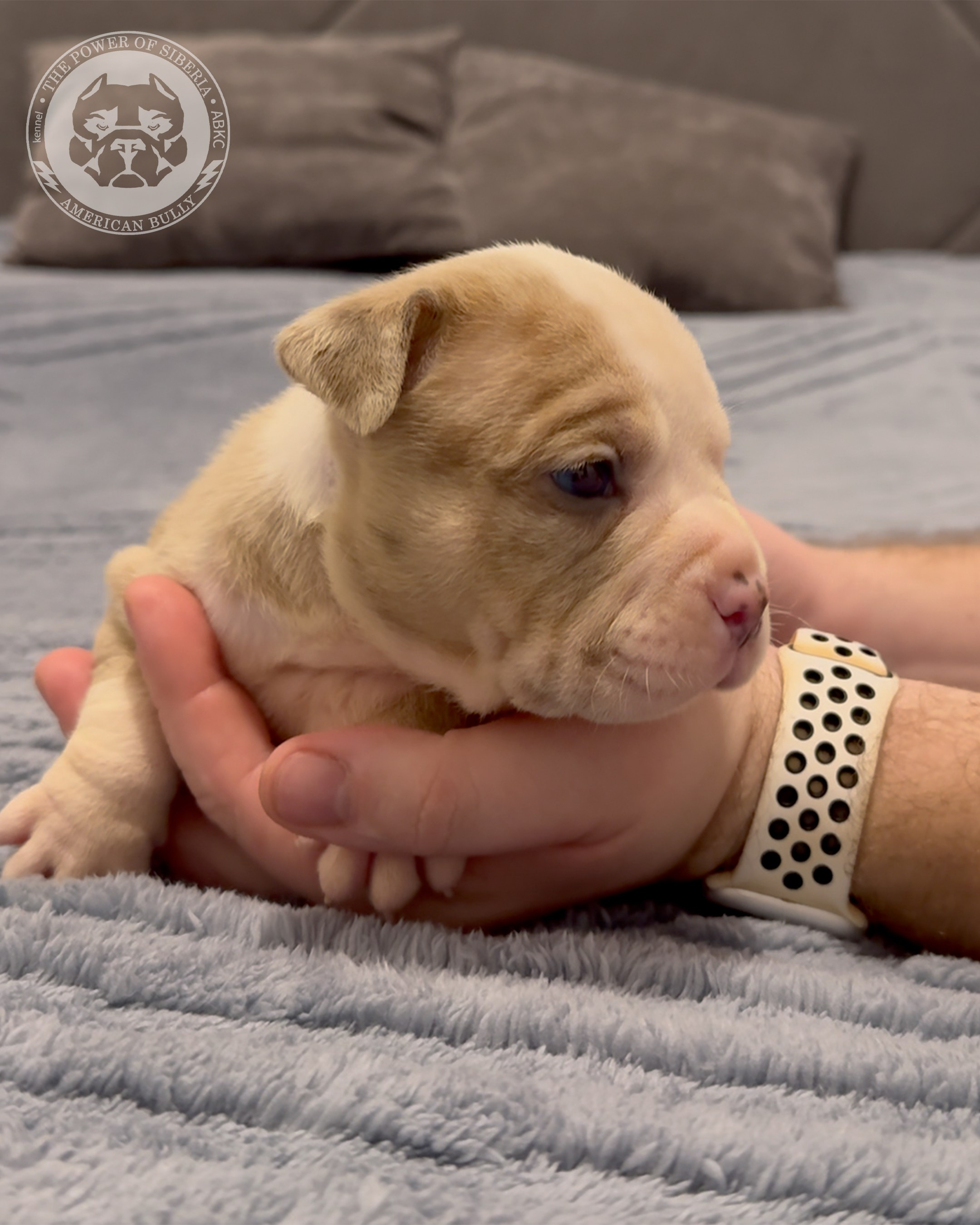 Свободные щенки Американский Булли, в типах покет, классик, стандарт. Американский Булли в г. Ростов-на-Дону. Питомник THE POWER OF SIBERIA