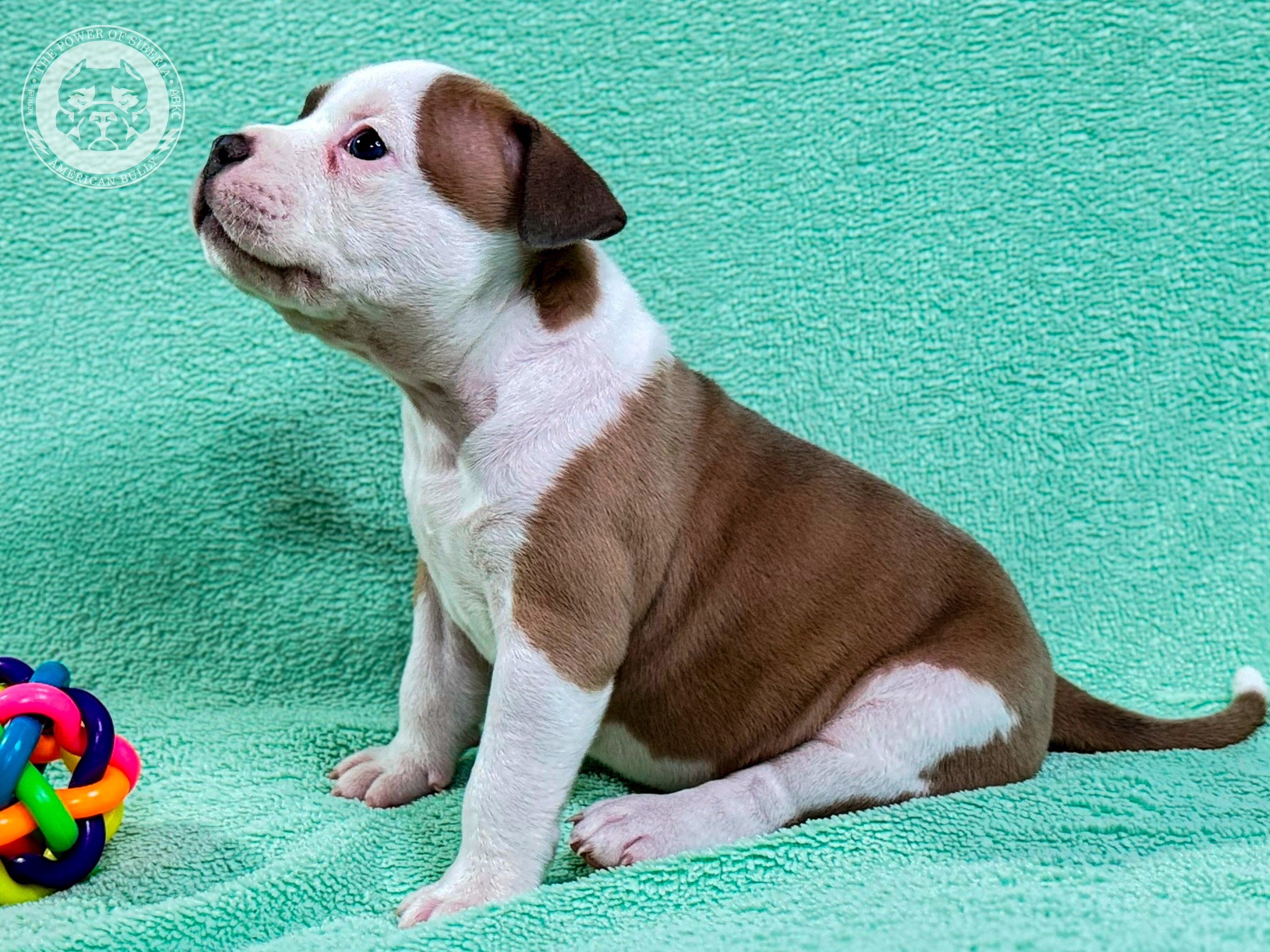 Свободные щенки Американский Булли стандарт и Свободные щенки Американский Булли классик. Американский Булли в г. Ростов-на-Дону. Питомник THE POWER OF SIBERIA