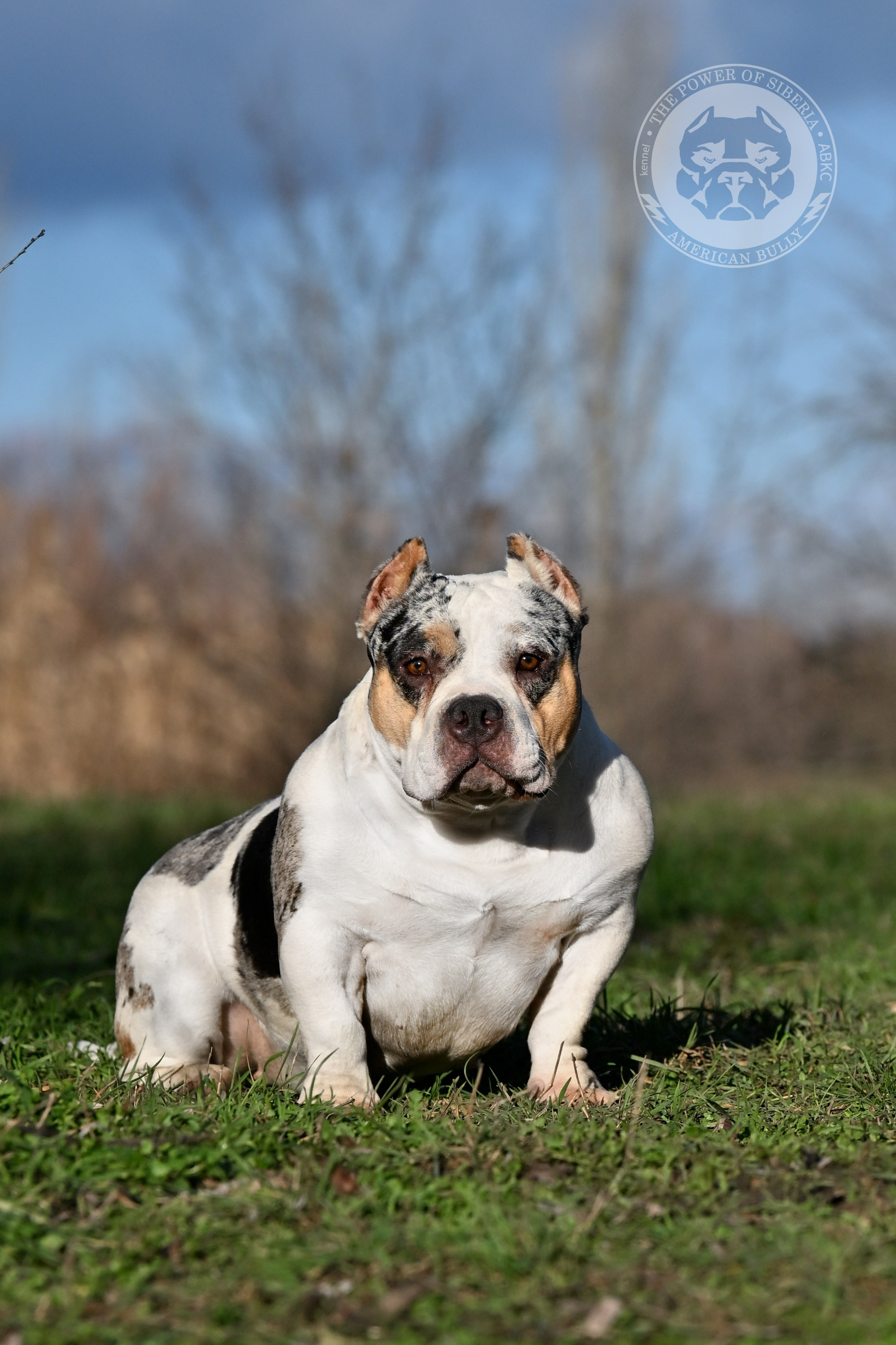 THE POWER OF SIBERIA BAFFI. Американский Булли в г. Ростов-на-Дону. Питомник THE POWER OF SIBERIA