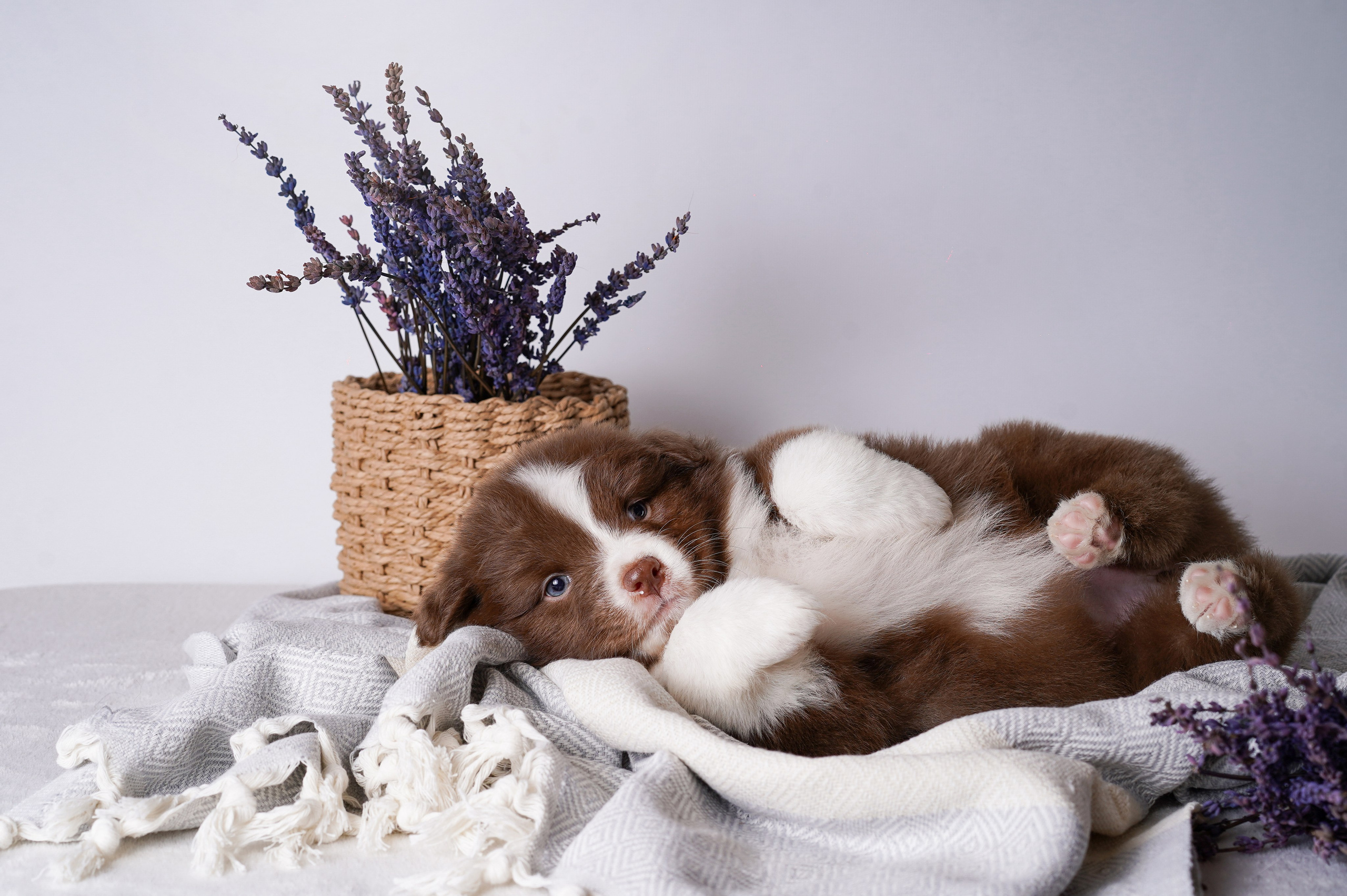 Щенки австралийской овчарки. Фотограф-анималист в Санкт-Петербурге Яна Мартынова