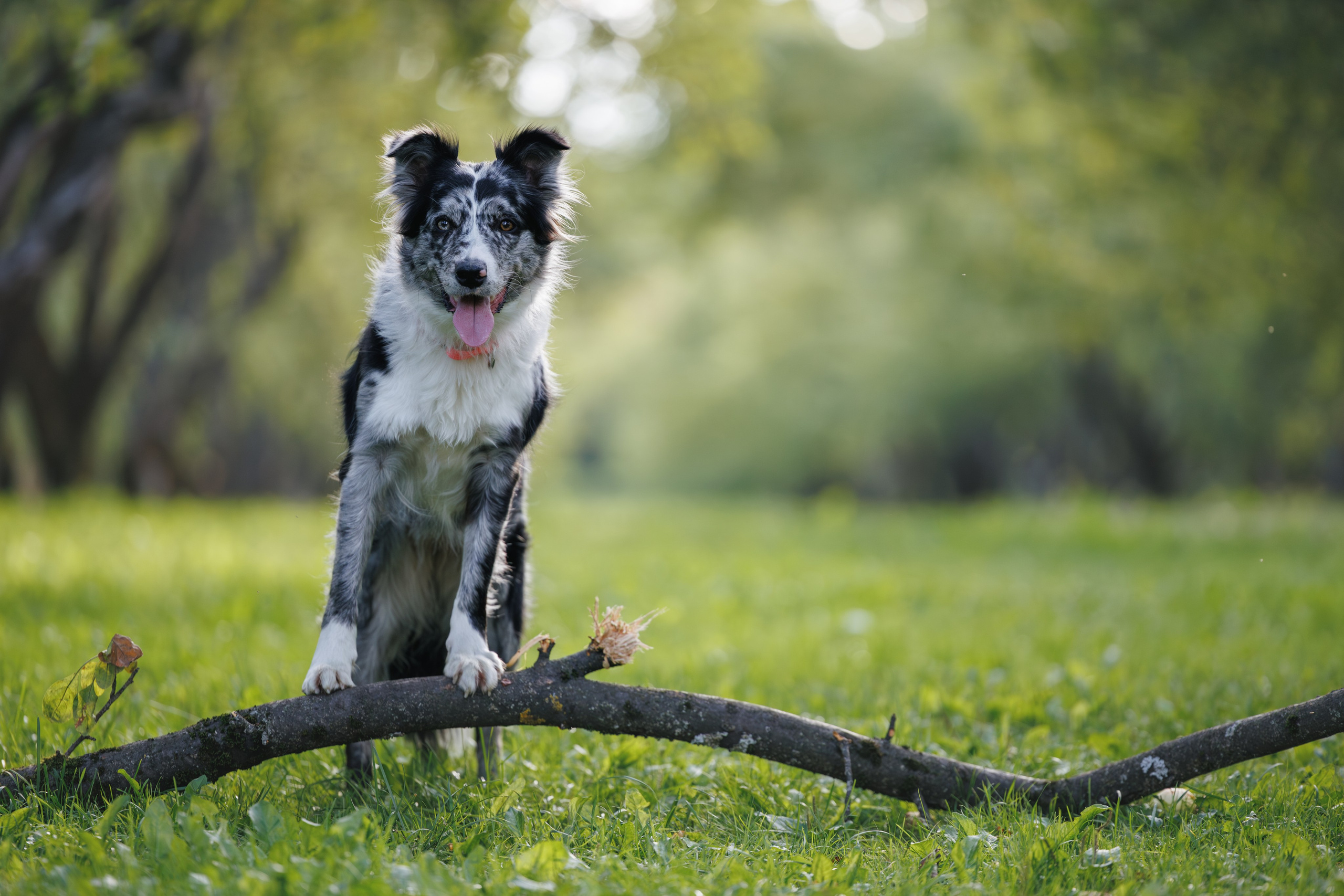 Бордер Колли. Фотограф Анималист в Москве Анастасия Жучкова