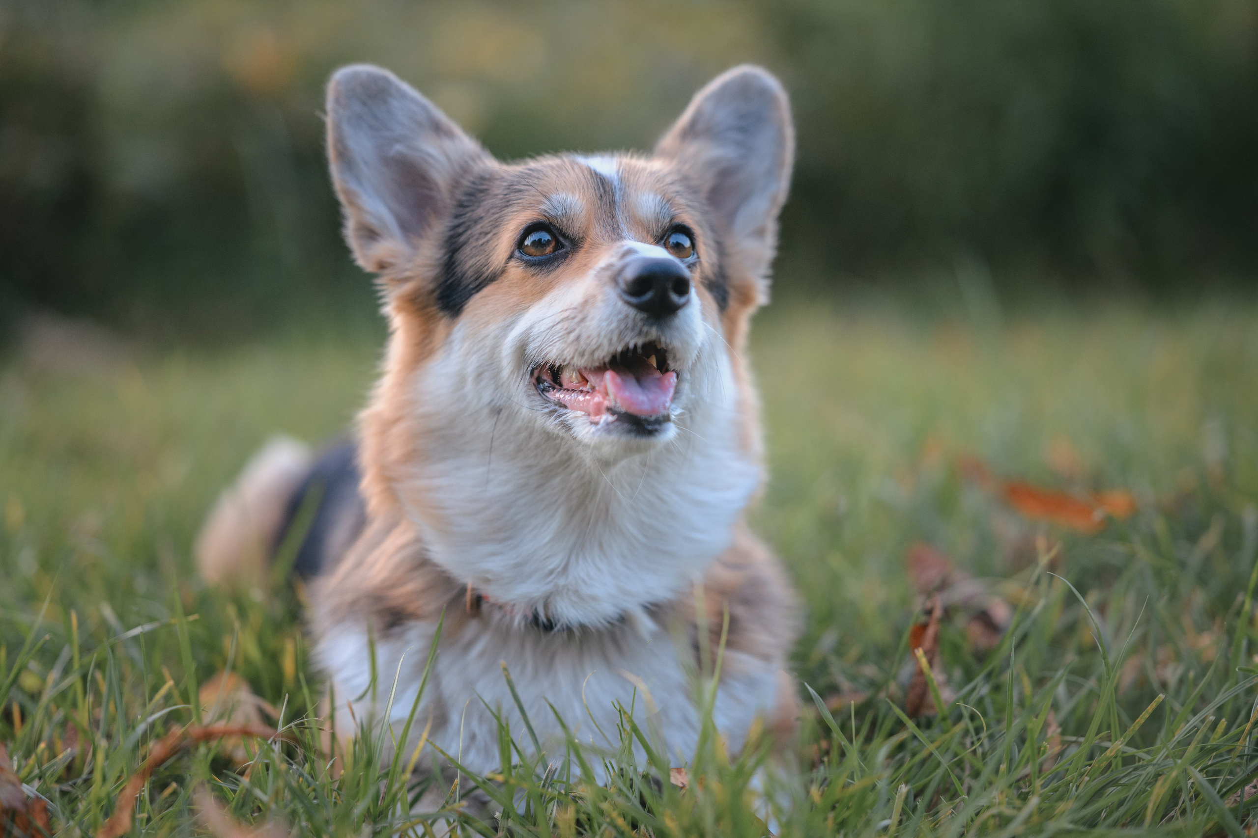 Ева, Леша и Лаванда. Фотограф Анималист в Москве Анастасия Жучкова