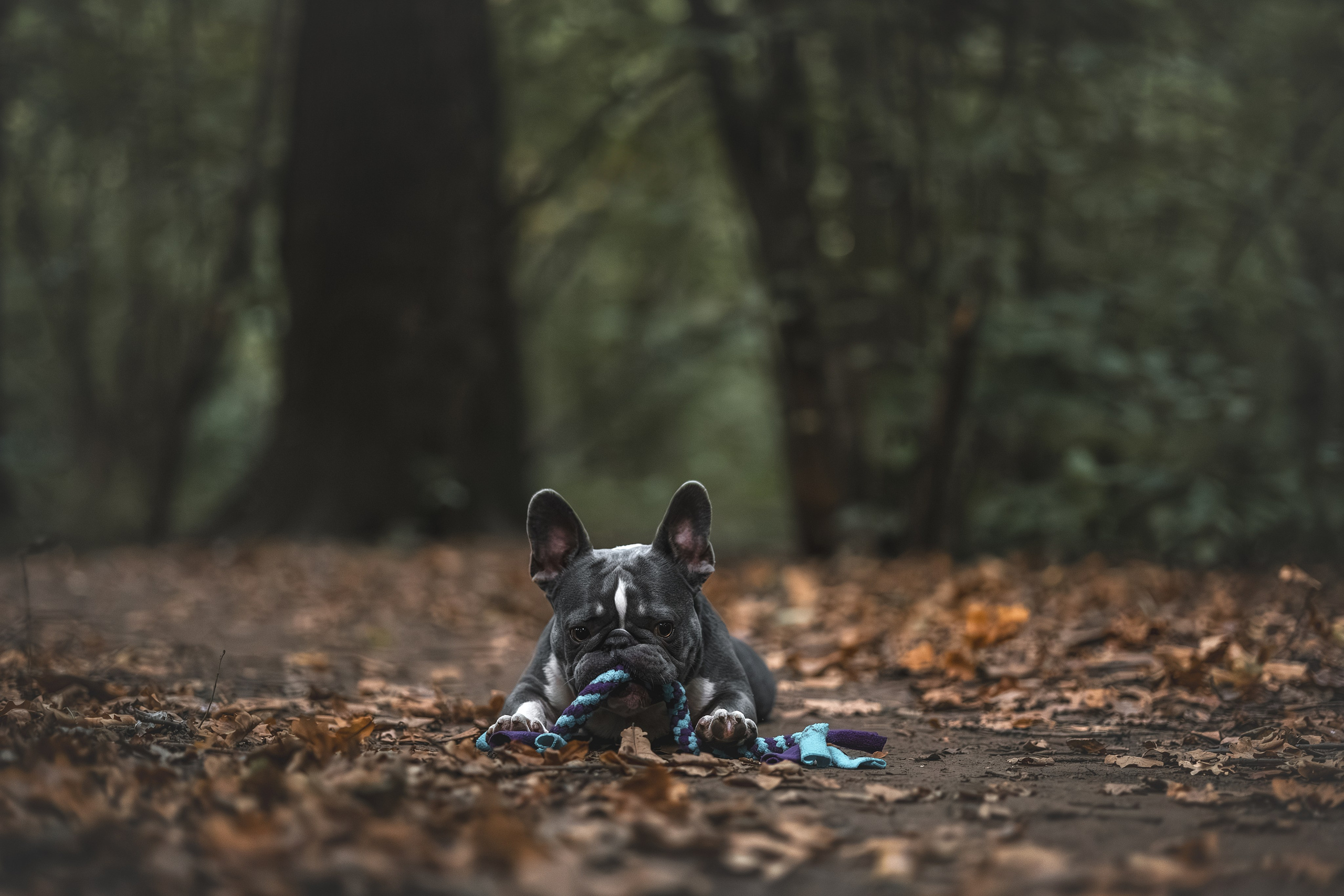 Французский Бульдог в Воронцовском парке (в обработке). Фотограф Анималист в Москве Анастасия Жучкова