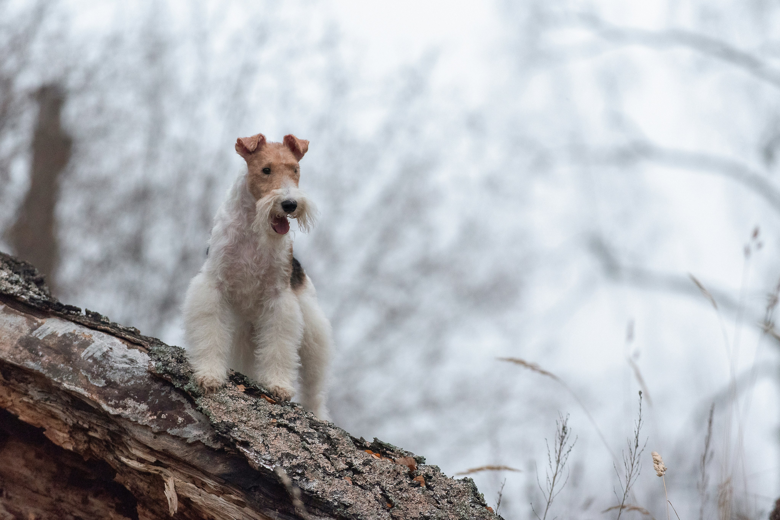 Дерик. Фотограф анималист в Казани Алина Сулейманова. Фотограф животных