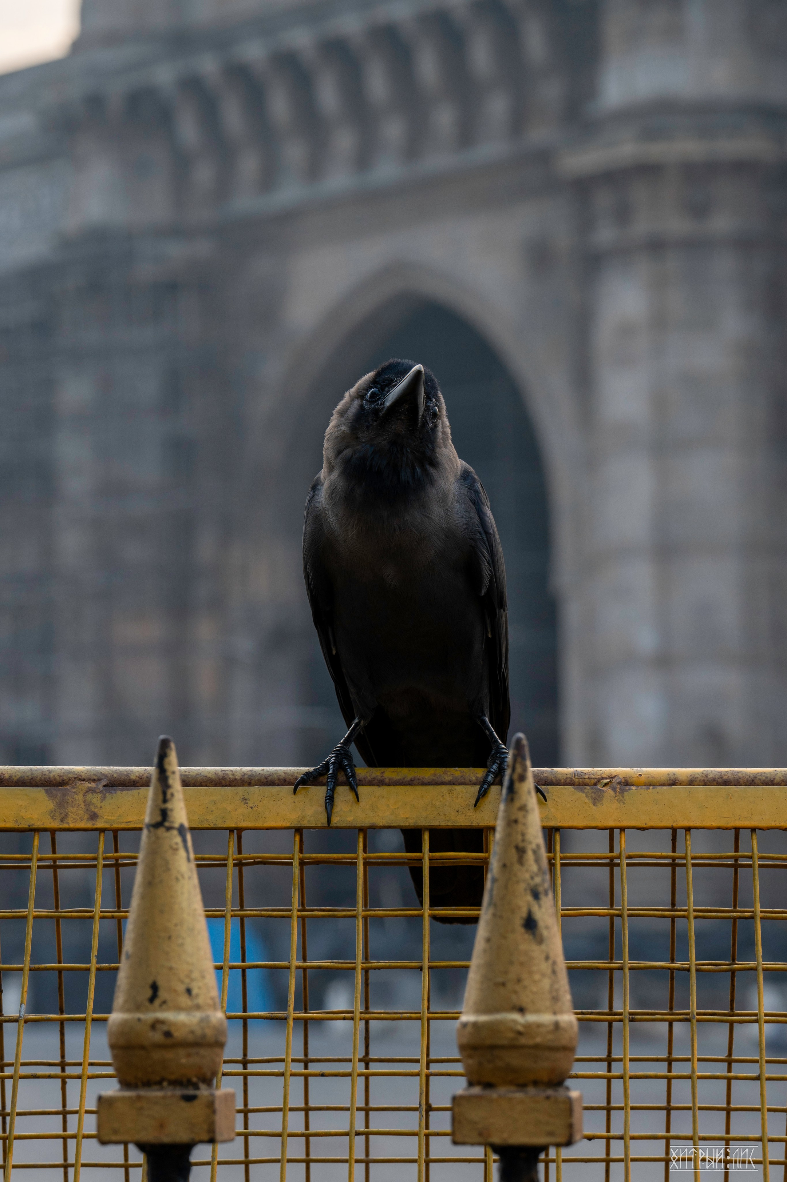 Гоа-Мумбаи. Фотограф-путешественник Самойлов Максим «Sly Fox»